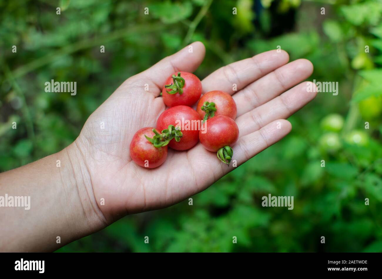 Pomodori ciliegia a portata di mano Foto Stock