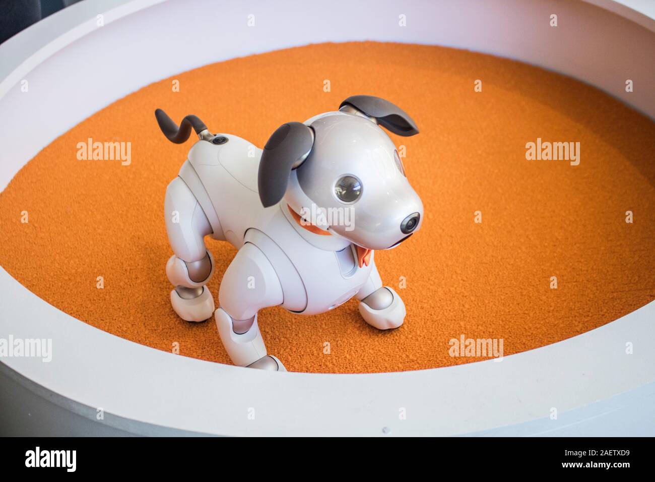 Adelaide, Australia 11 DICEMBRE 2019 .Aibo un manipolatore robotico di cane sviluppato da Sony che è stato creato dal designer giapponese 'Toshitada Doi' esegue trucchi come reagisce ai comandi vocali al South Australian Museum. Credito: amer ghazzal/Alamy Live News Foto Stock