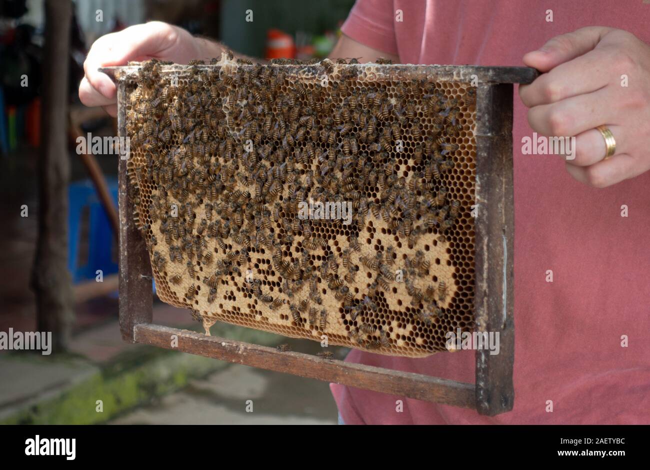 Migliaia di api rendendo il miele su di un telaio di un alveare nel Vietnam del sud Foto Stock