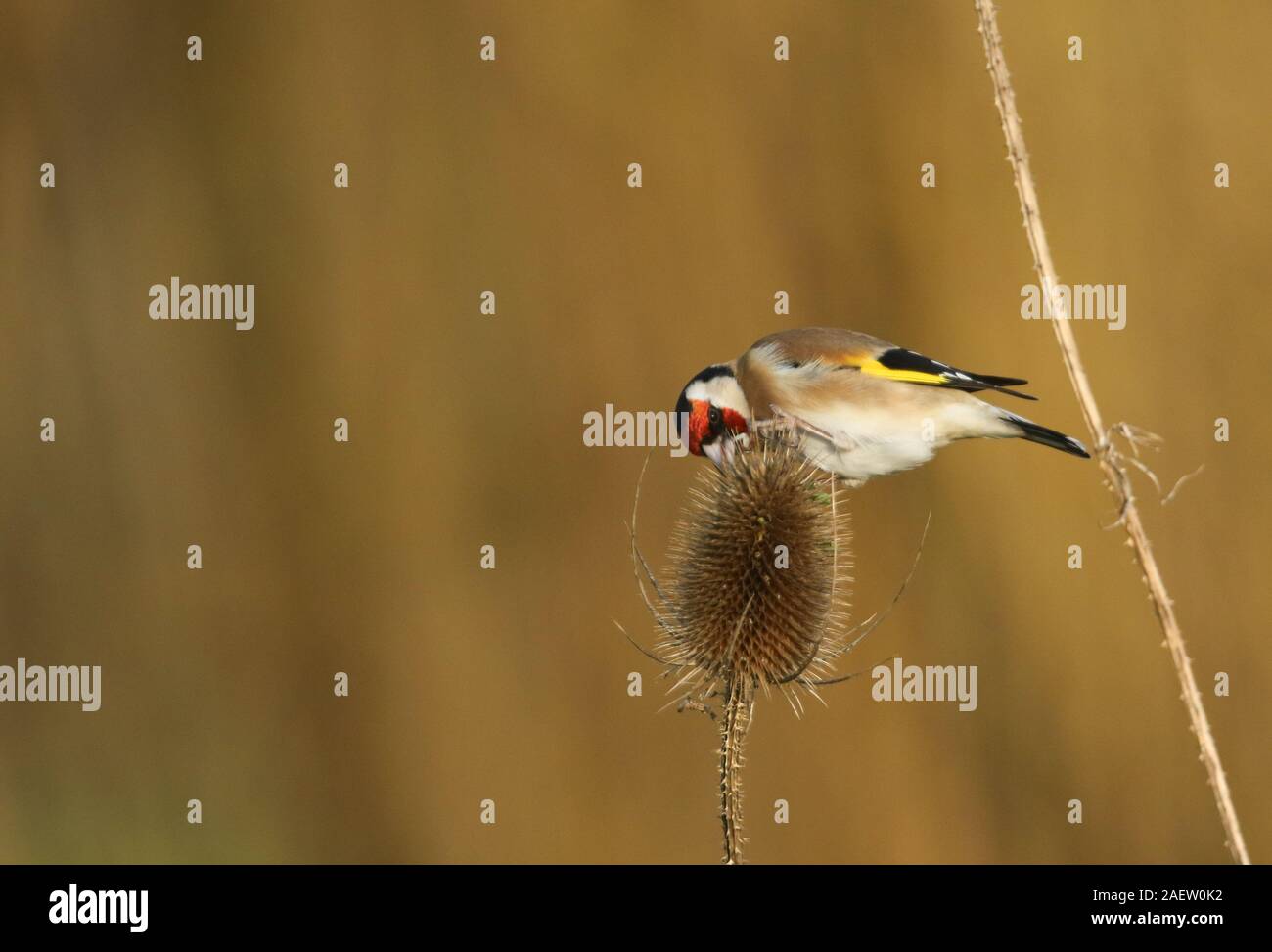 Un grazioso cardellino, Carduelis carduelis, alimentando sui semi di un teasel nella luce dorata. Foto Stock