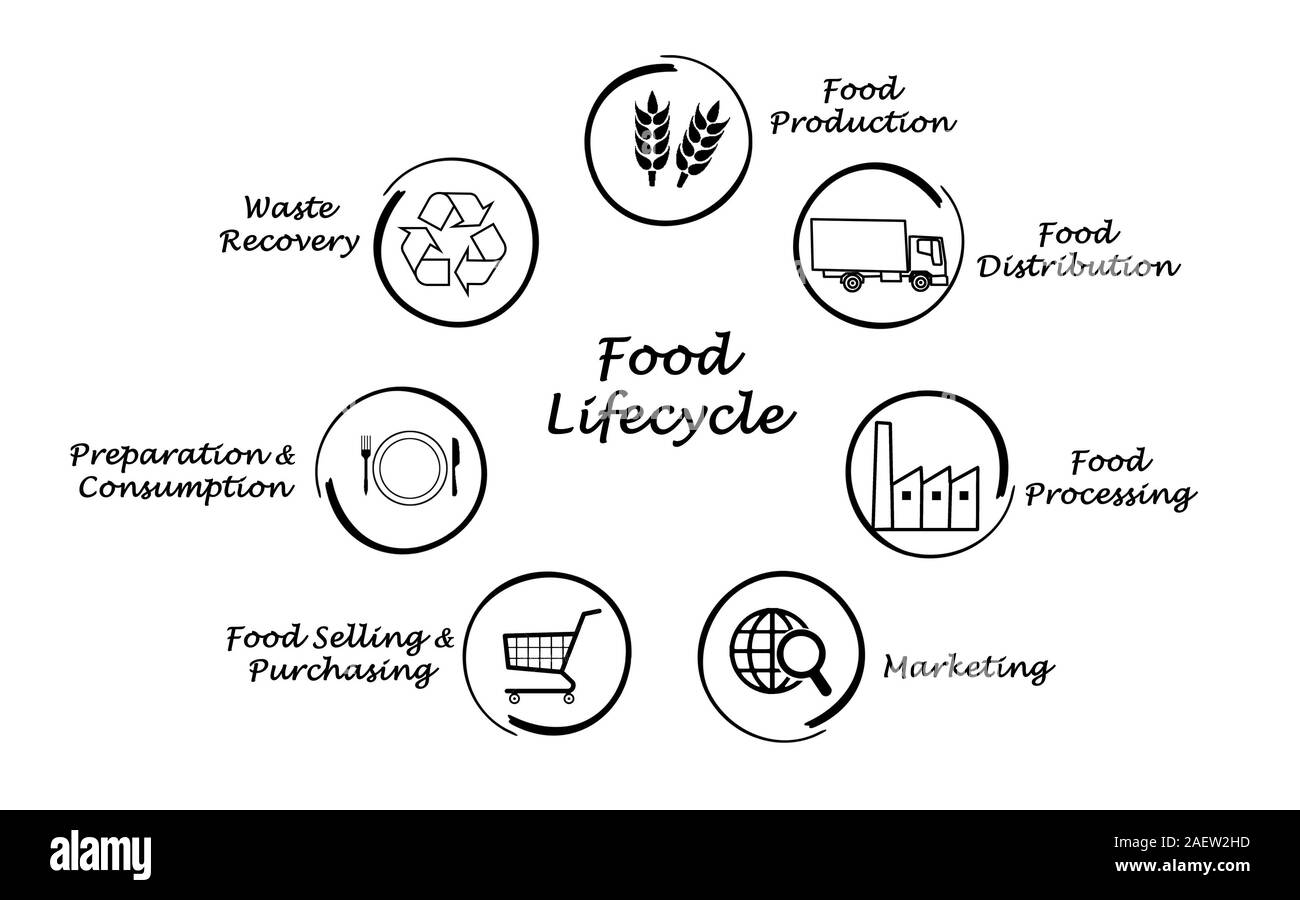 Ciclo di vita di prodotti alimentari Foto Stock