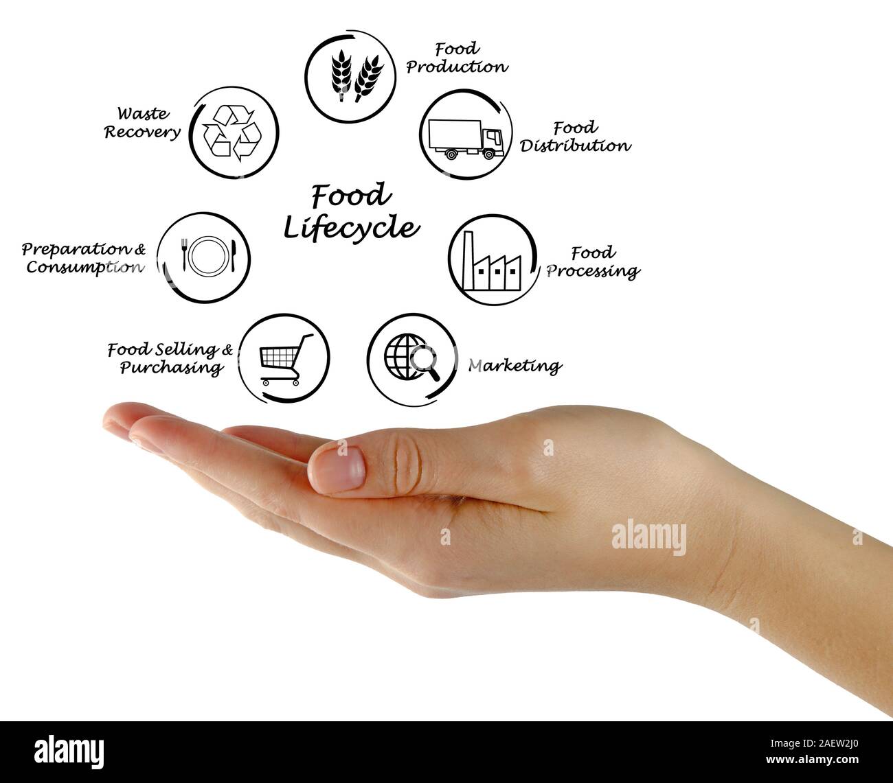 Ciclo di vita di prodotti alimentari Foto Stock