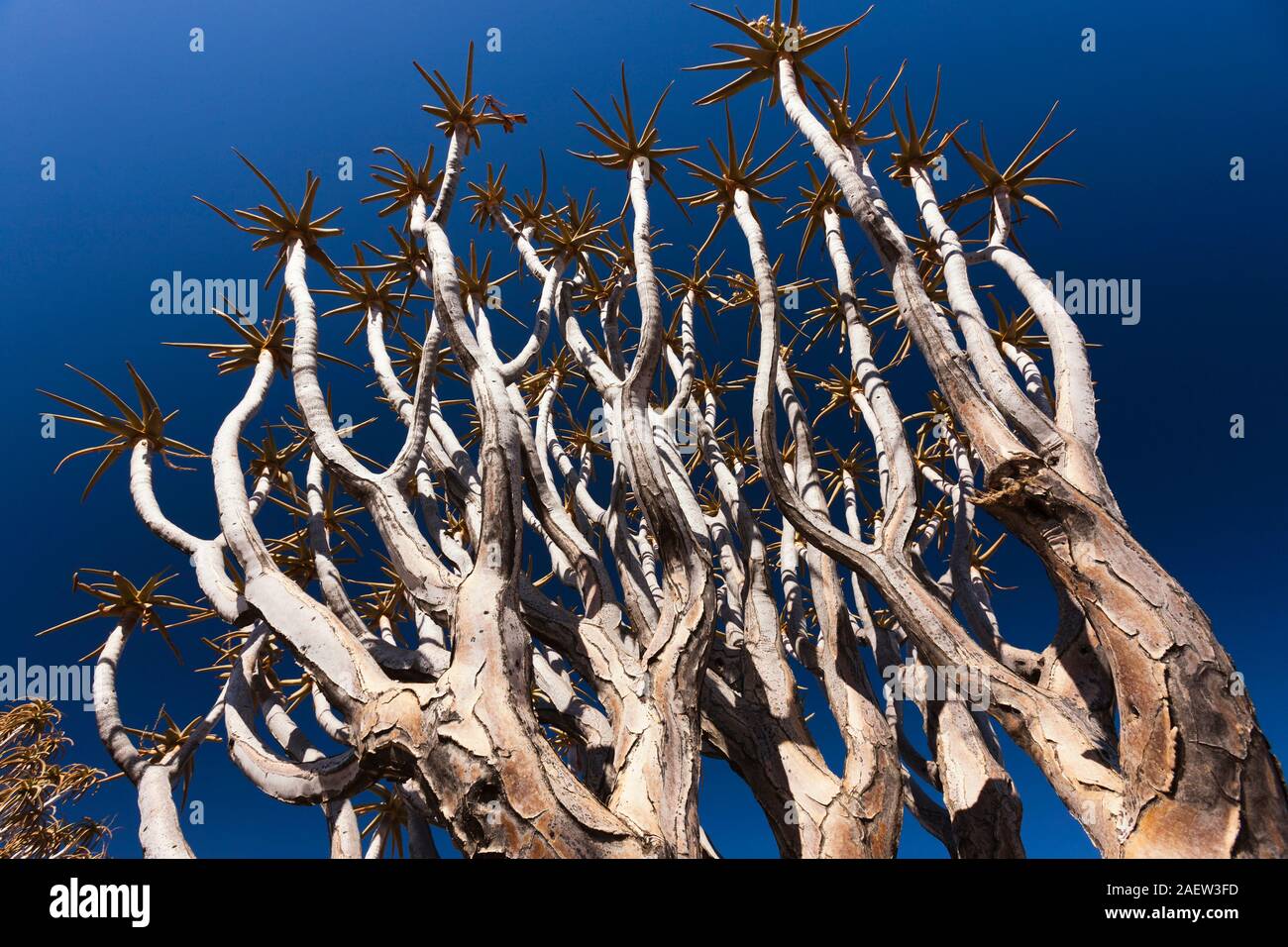 Albero di Quiver, dicotoma di aloe, pianta succulente endemica, Keetmanshoop, Regione di Karas, Namibia, Africa meridionale, Africa Foto Stock