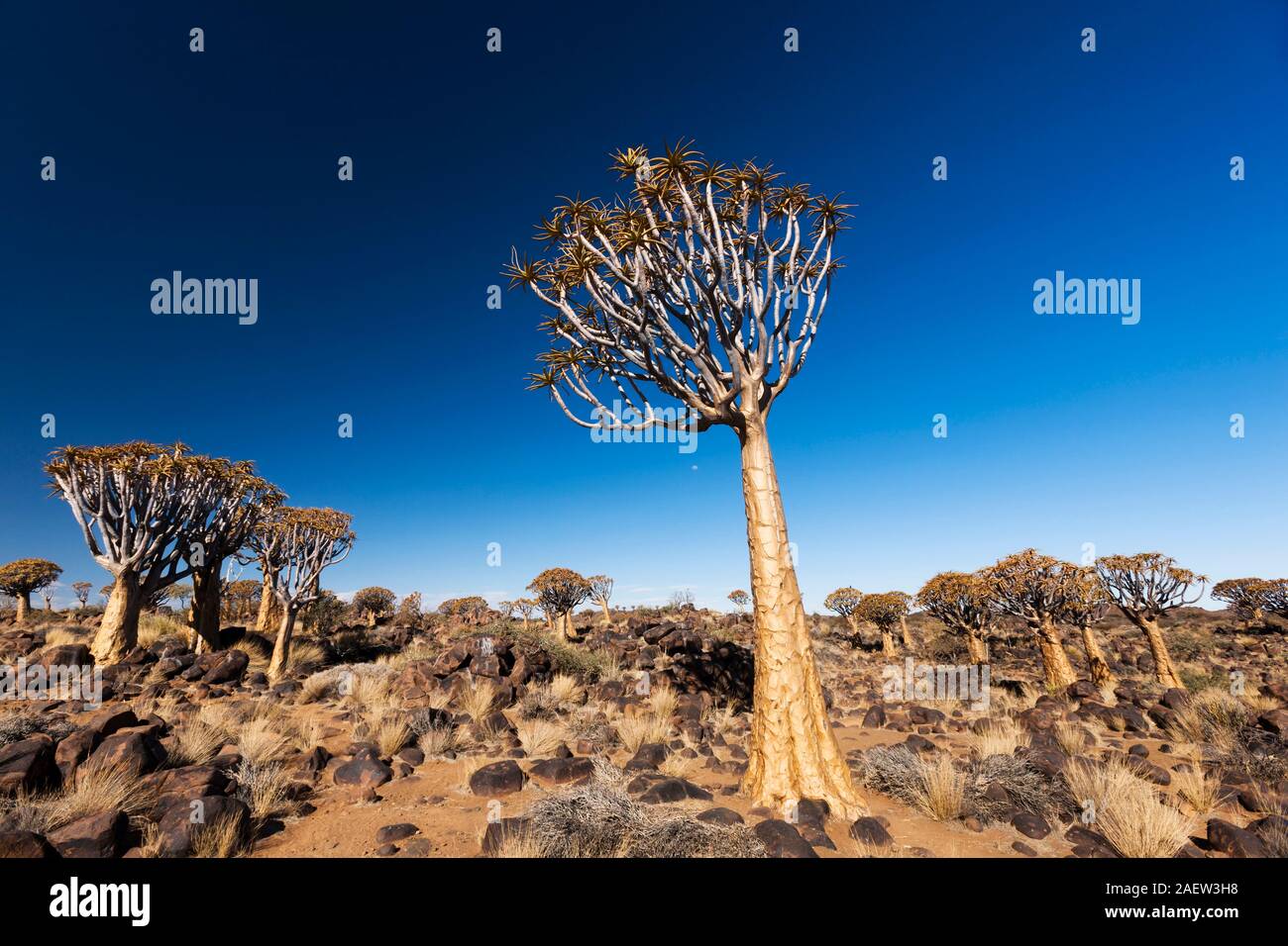 Foresta di alberi di Quiver, dicotoma di aloe, pianta succulenta gigante, mattina presto, Keetmanshoop, Regione di Karas, Namibia, Africa Meridionale, Africa Foto Stock