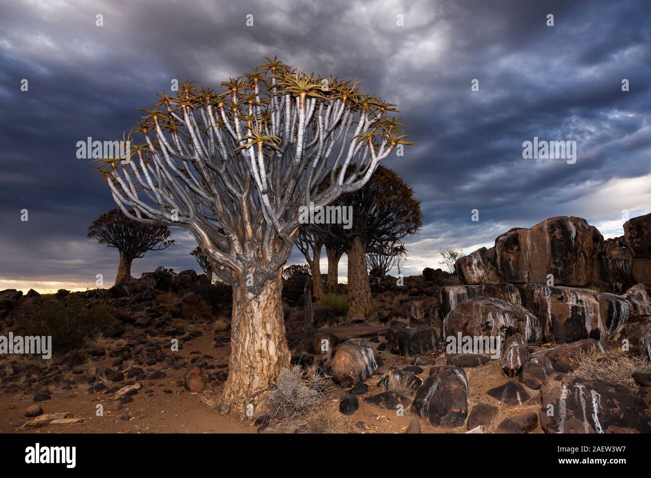 Foresta di alberi di Quiver, dicotoma di aloe, sera, Keetmanshoop, Regione di Karas, Namibia, Africa meridionale, Africa Foto Stock