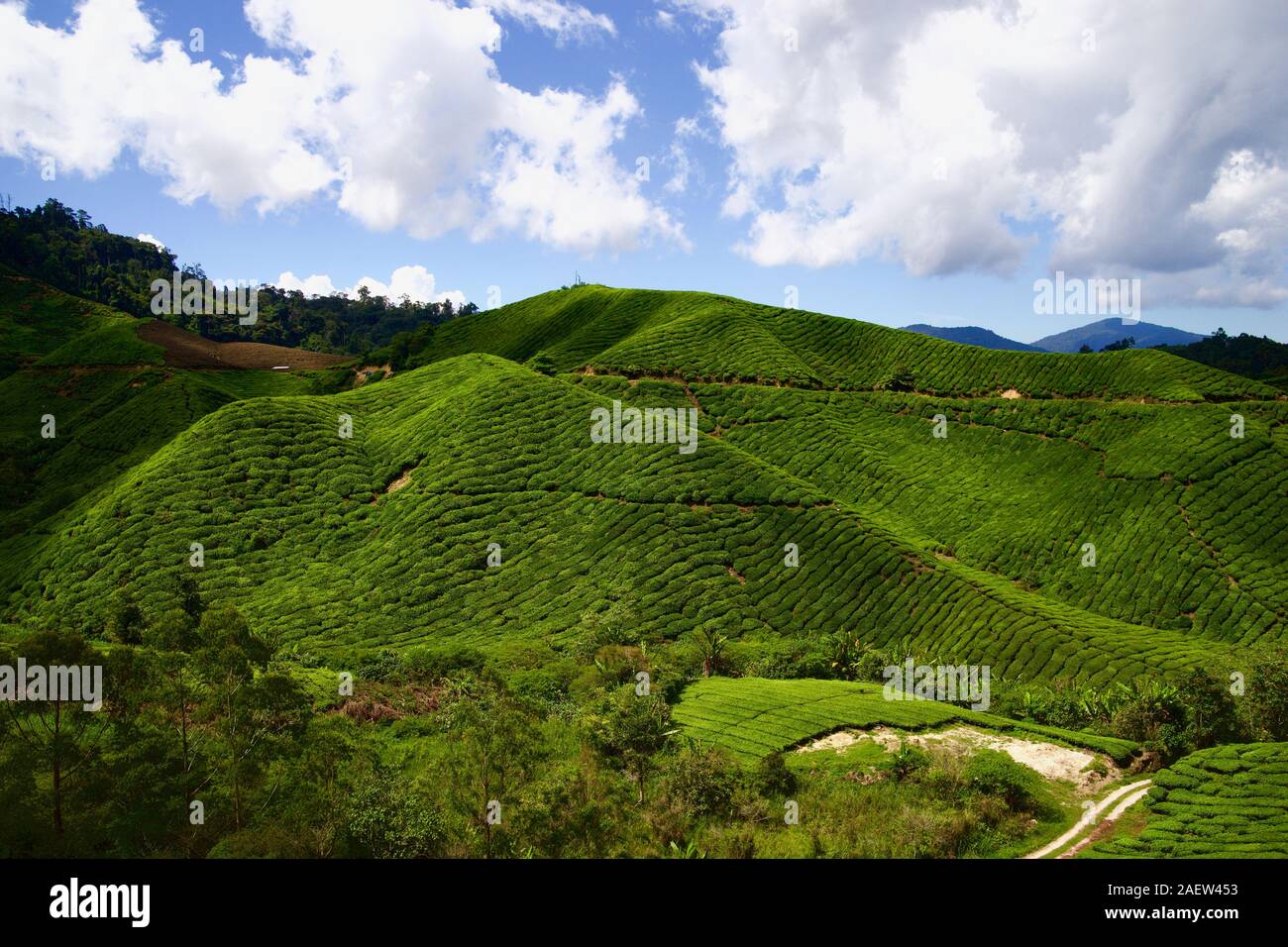 Boh fattoria di tè in Cameron Highland, Pahang, Malaysia Foto Stock