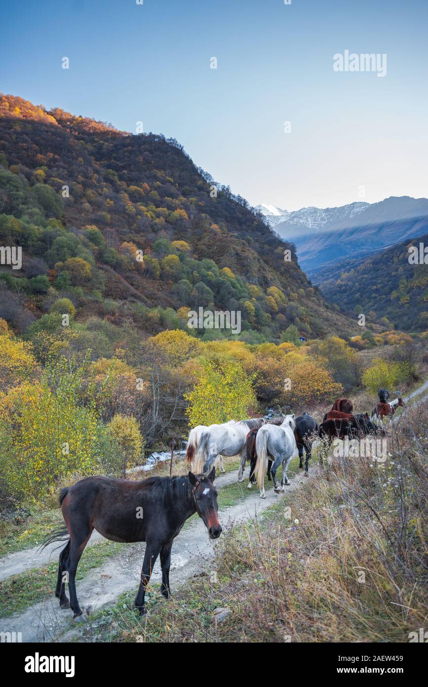 Cavalli a piedi nelle montagne del Caucaso Foto Stock