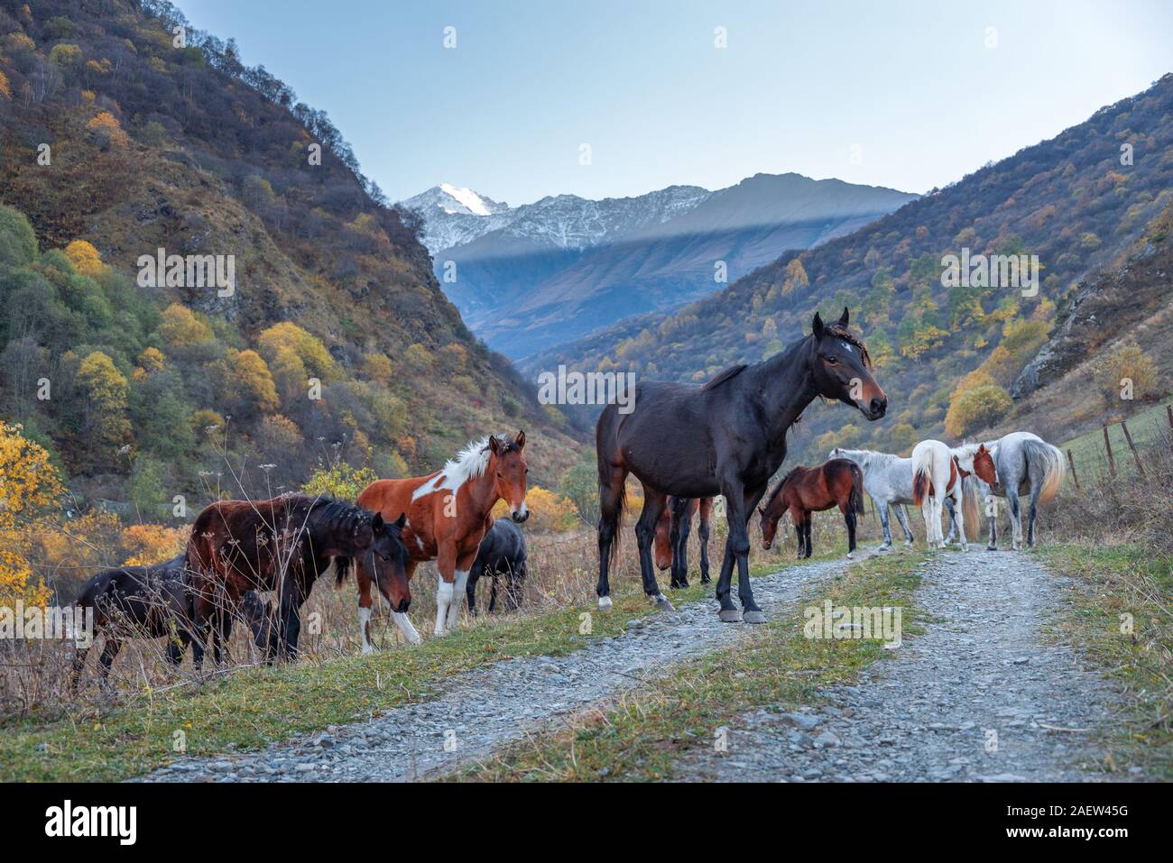 Cavalli a piedi nelle montagne del Caucaso Foto Stock