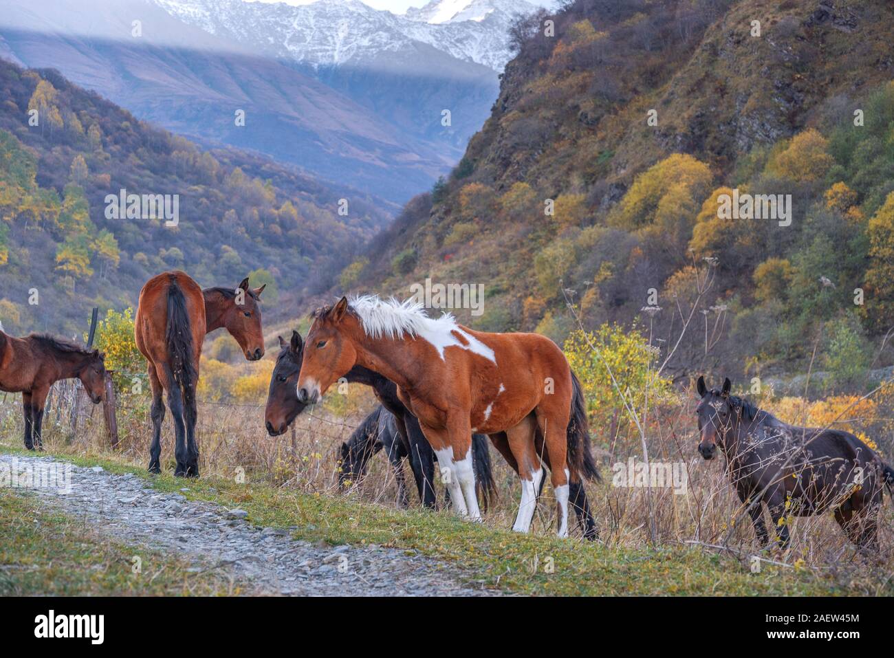 Cavalli a piedi nelle montagne del Caucaso Foto Stock