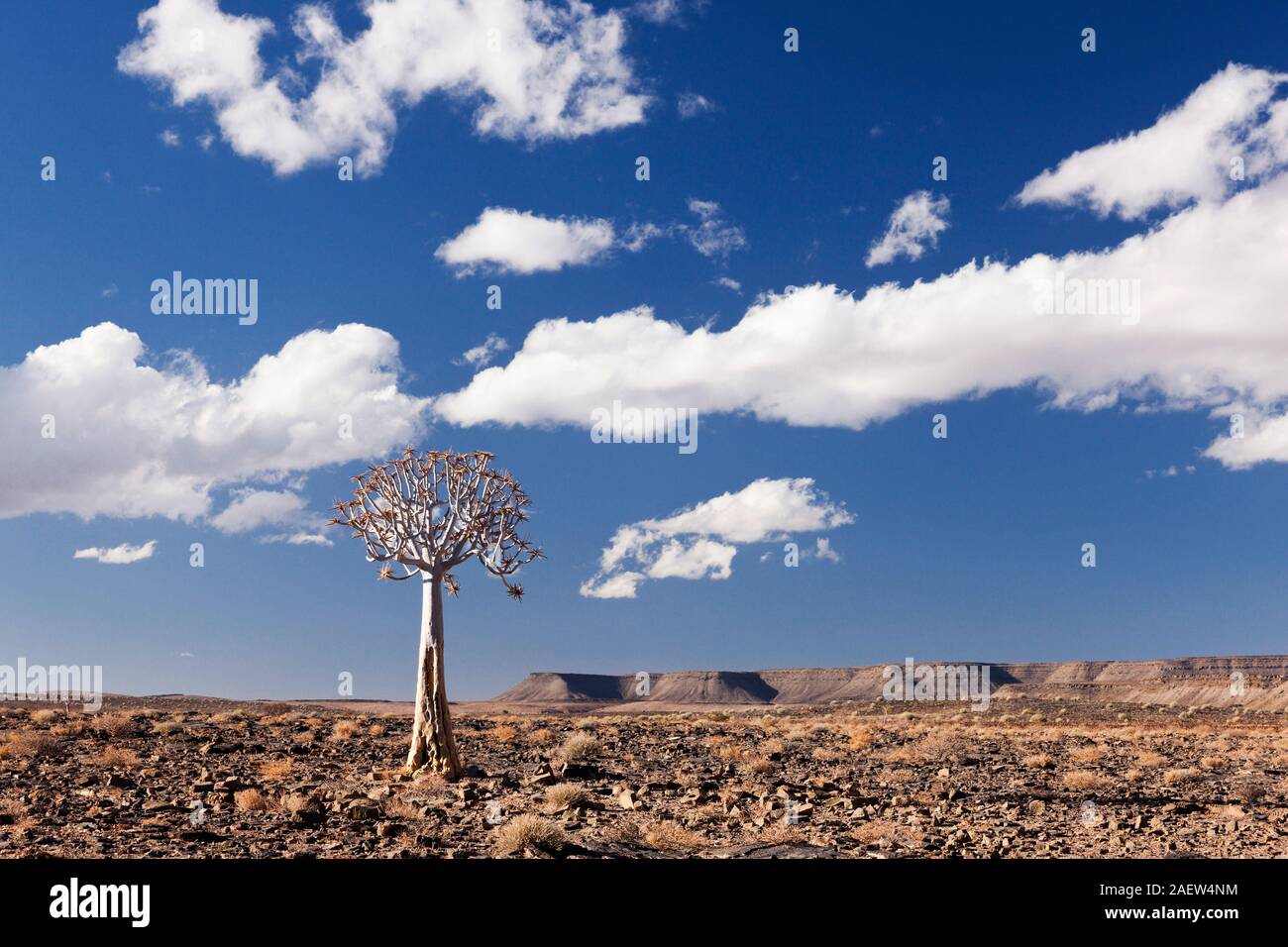 Albero di Qiver solitario, dicotoma di aloe, kokerboom, deserto di ghiaia, vicino Grunau, Regione di Karas, Namibia, Africa Meridionale, Africa Foto Stock