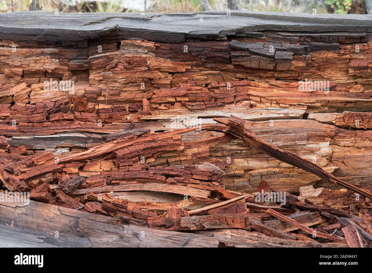 Marciume log, Sawtooth Mountains, Oregon. Foto Stock