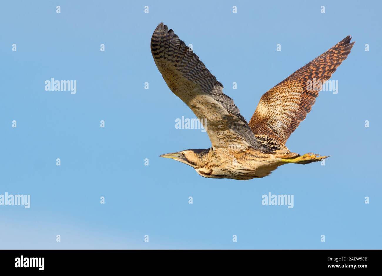 Eurasian tarabuso in volo con completamente spalmata ali e cielo blu chiaro Foto Stock