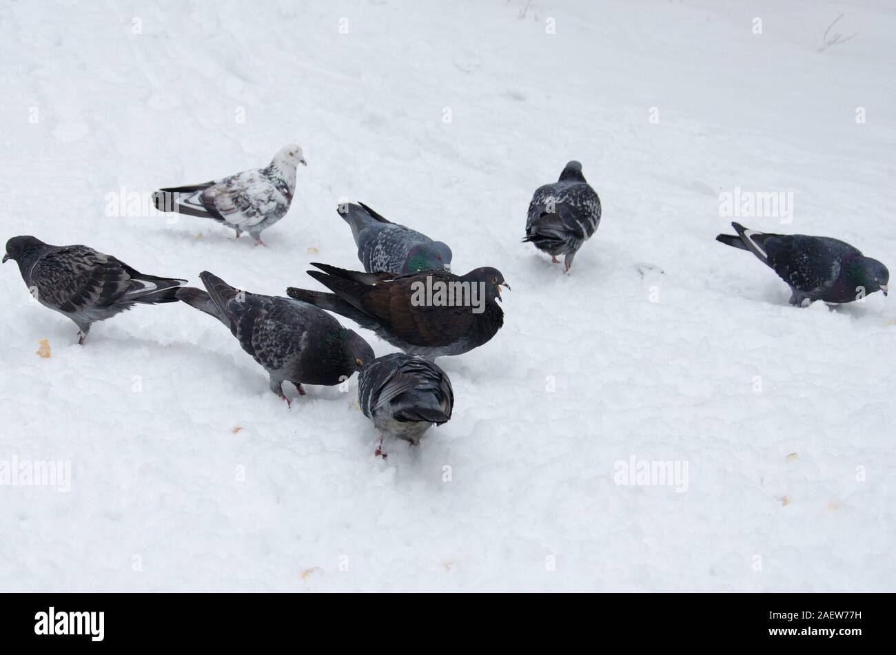 I piccioni sono in cerca di cibo fresco di neve caduti. Le persone si prendono cura degli uccelli per la loro alimentazione. Foto Stock