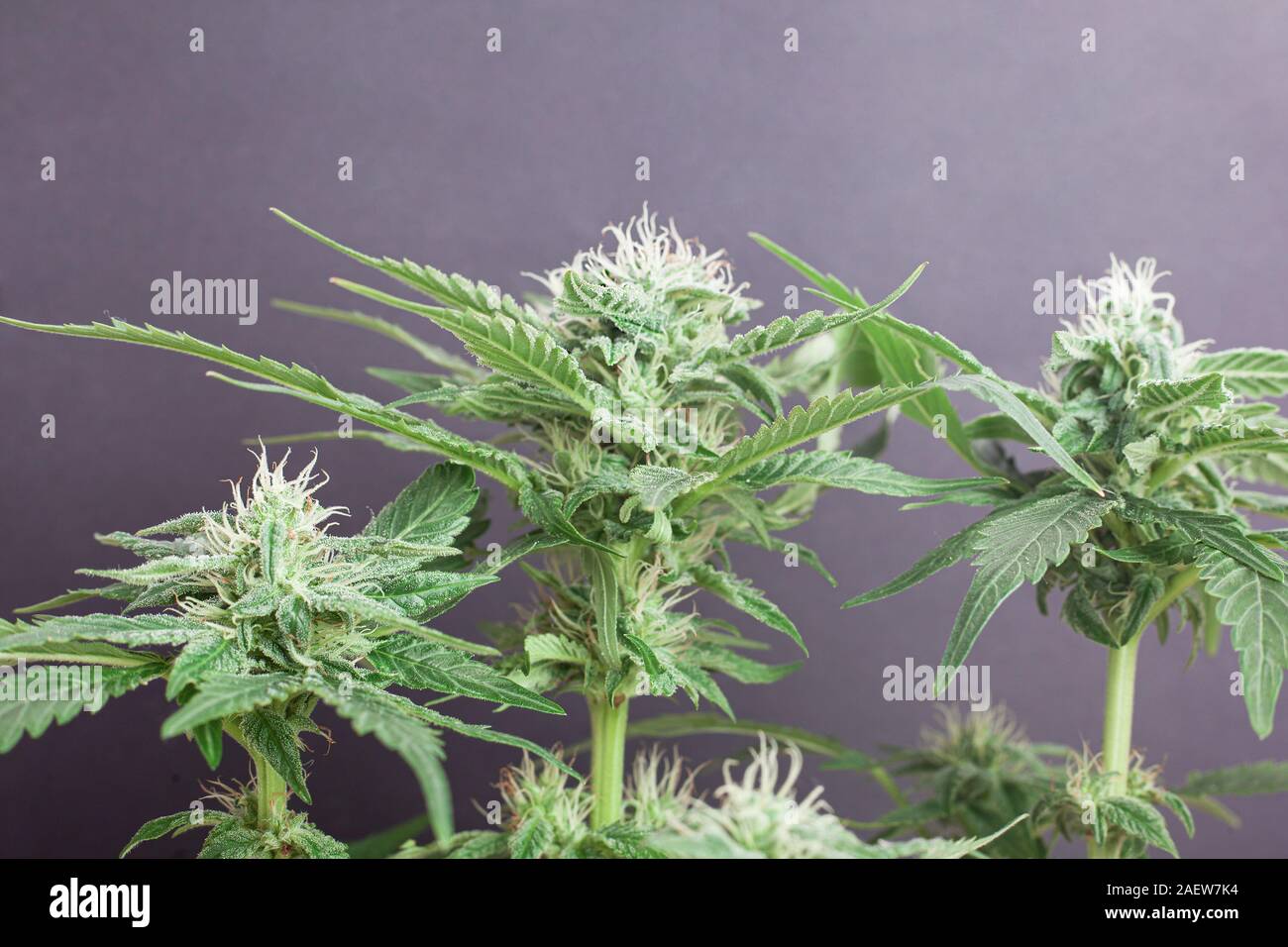 Boccioli di fiore di marijuana medica su sfondo grigio. ..La cannabis fiori ricoperti di tricomi bianco e i capelli... Foto Stock