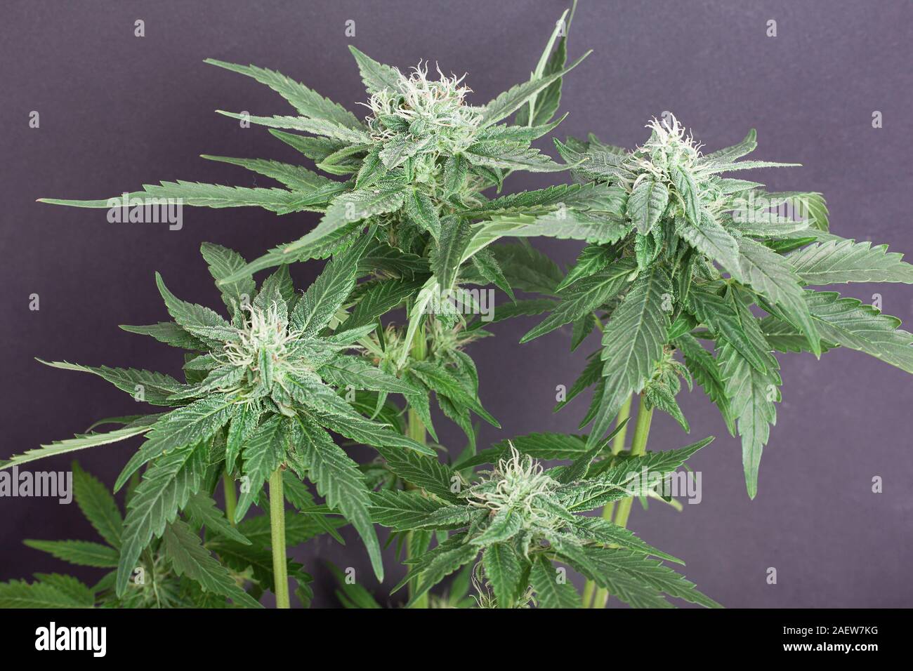 Boccioli di fiore di marijuana medica su sfondo grigio. ..La cannabis fiori ricoperti di tricomi bianco e i capelli... Foto Stock