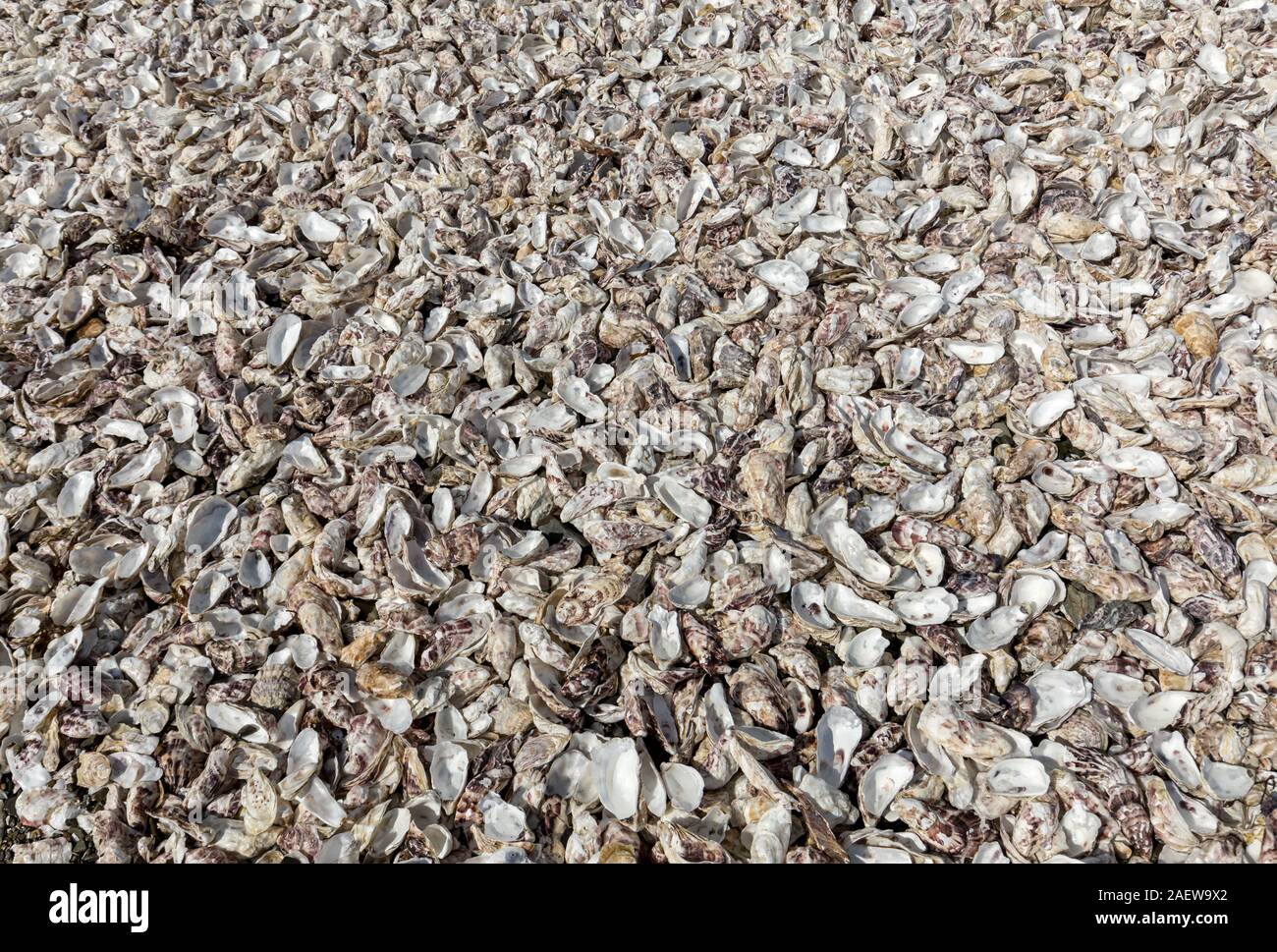 Migliaia di gusci vuoti di ostriche mangiato gettato sul pavimento del mare a Cancale, famoso per allevamenti di ostriche. Brittany, Francia Foto Stock