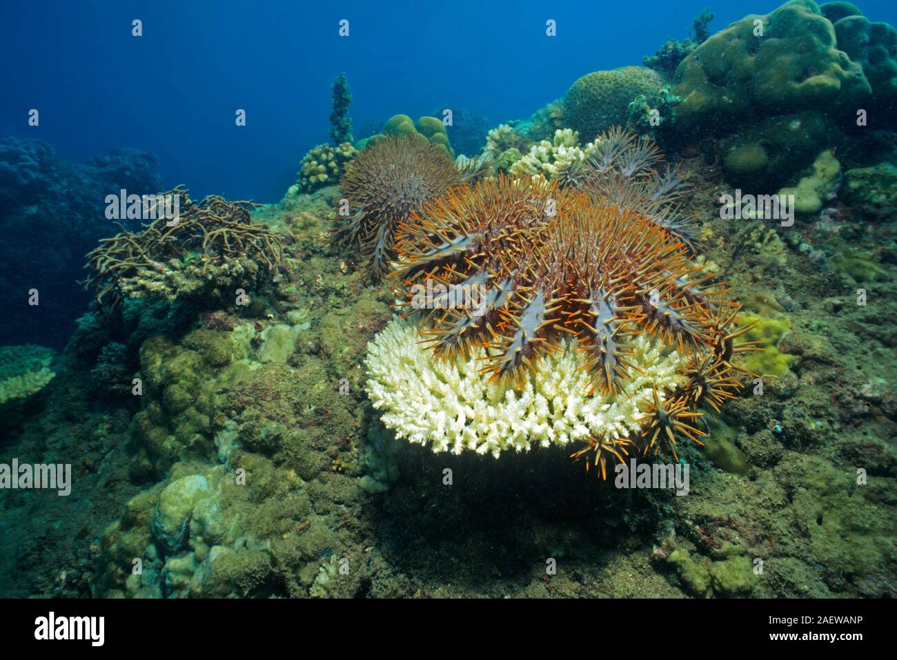 La corona di spine starfish (Acanthaster planci) alimenta i polipi di corallo pietra, corallo morto è visibile sul colore bianco, Sabang Beach, Mindoro, Filippine Foto Stock
