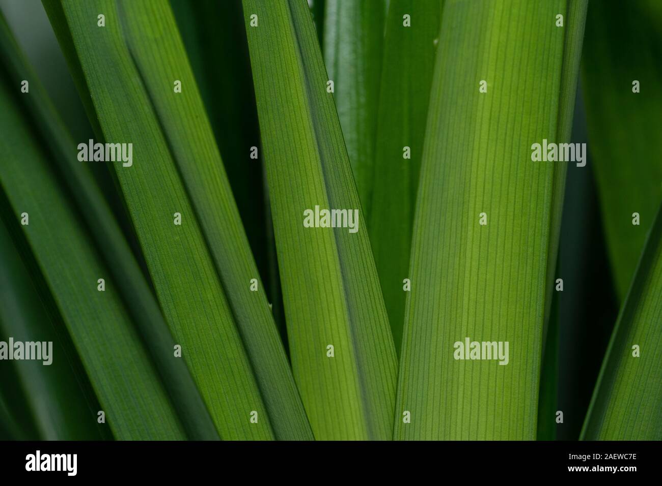 Immagine ravvicinata di organico Pandan lasciare Foto Stock