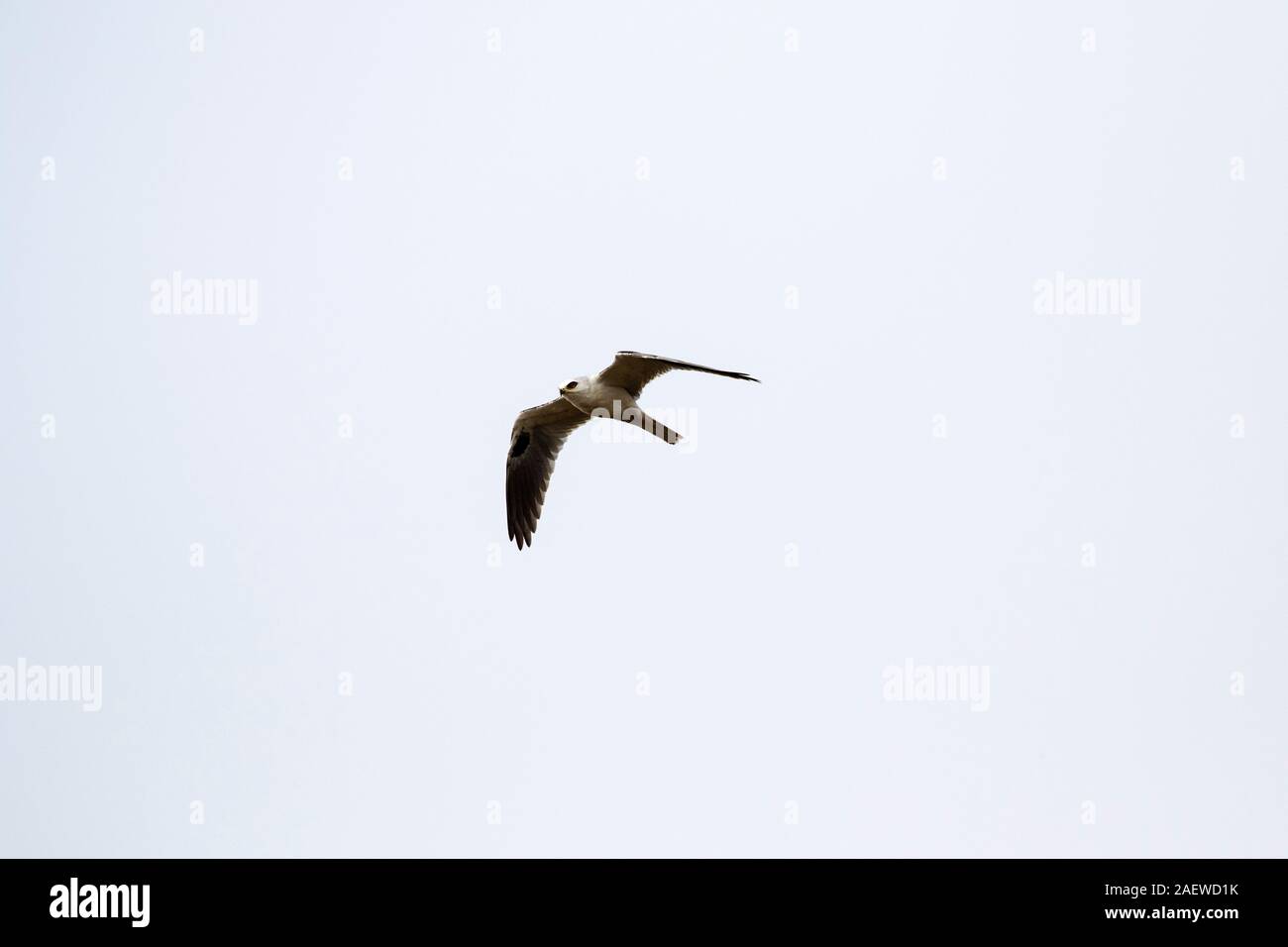 White-tailed kite Elanus leucurus in volo, Anahuac National Wildlife Refuge, Texas, USA, dicembre 2017 Foto Stock