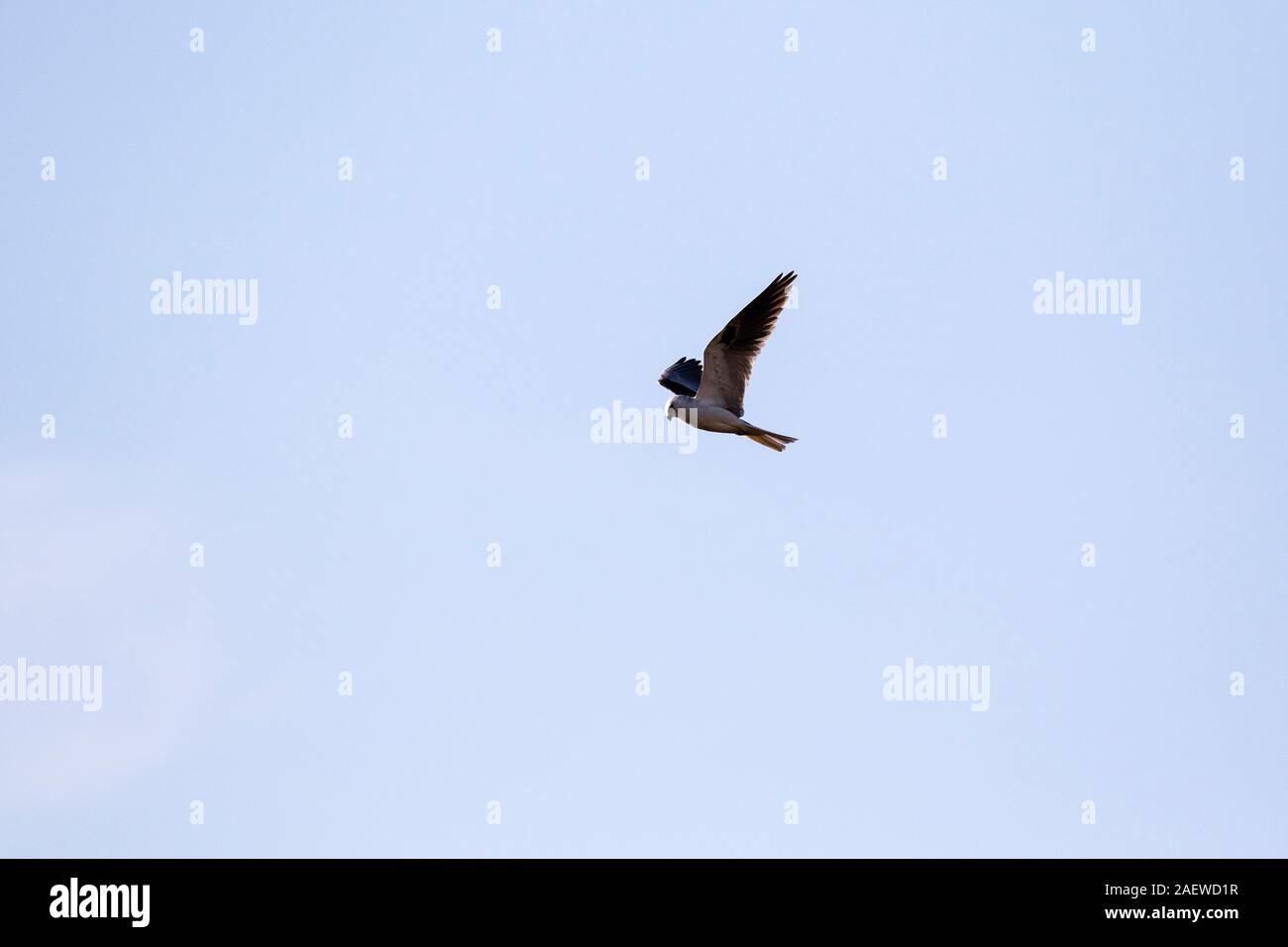 White-tailed kite Elanus leucurus hovering, Anahuac National Wildlife Refuge, Texas, USA, dicembre 2017 Foto Stock