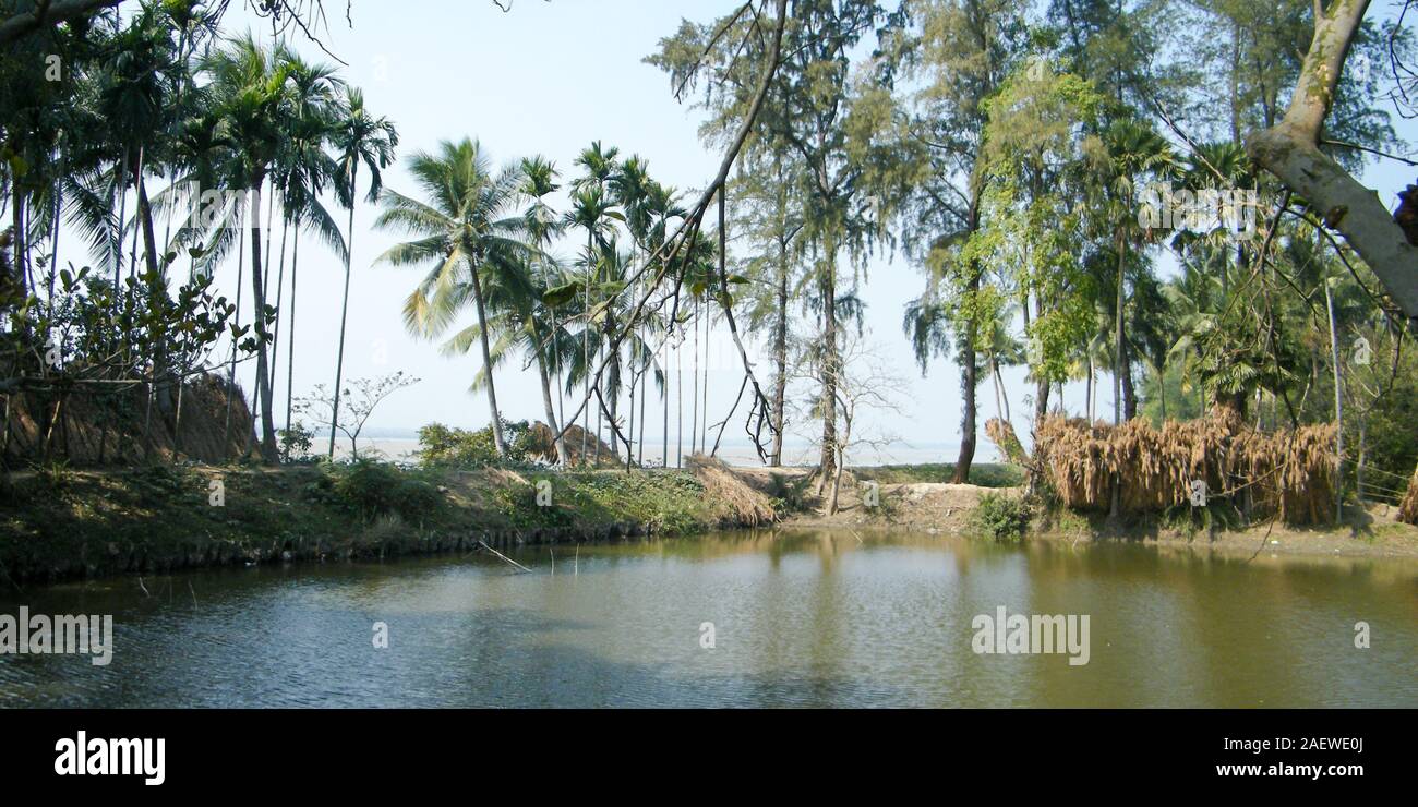 Un rurale villaggio indiano stagno circondato da palme di cocco. Bankura, West Bengal, India. Foto Stock