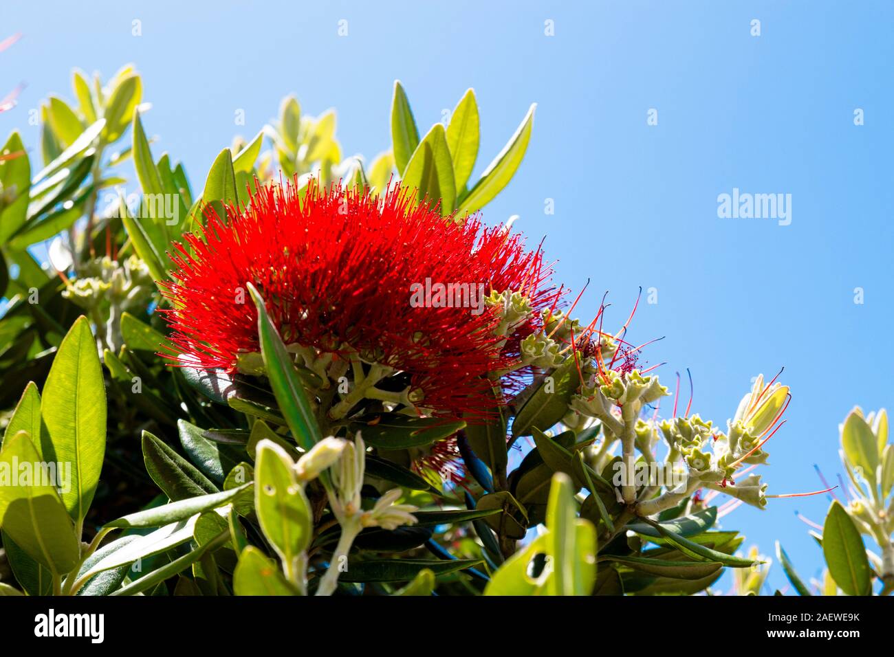 Iconico Nuova Zelanda Pohutukawa Foto Stock