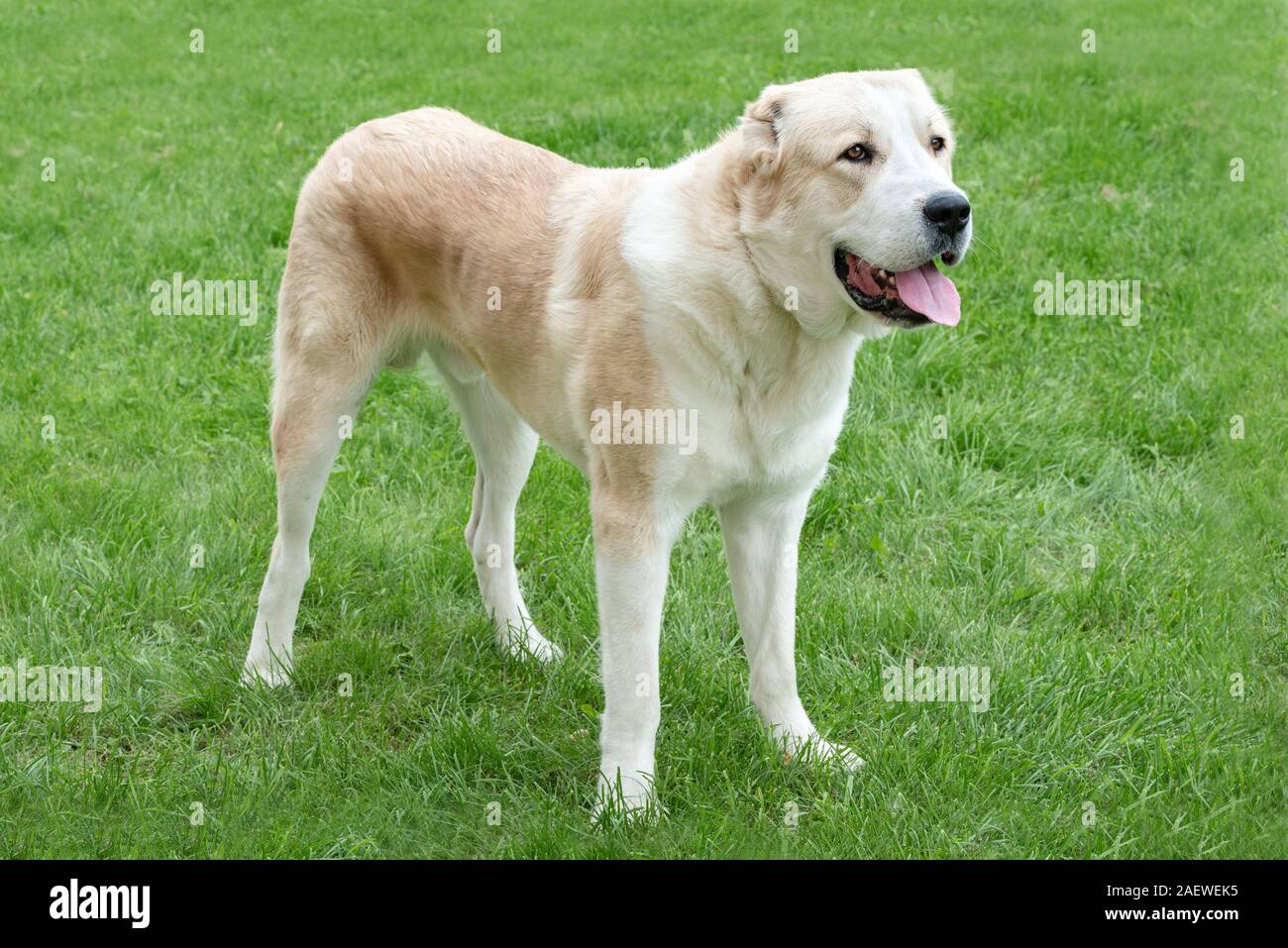 Giovani alabai (pastore) cane erba verde sullo sfondo Foto Stock