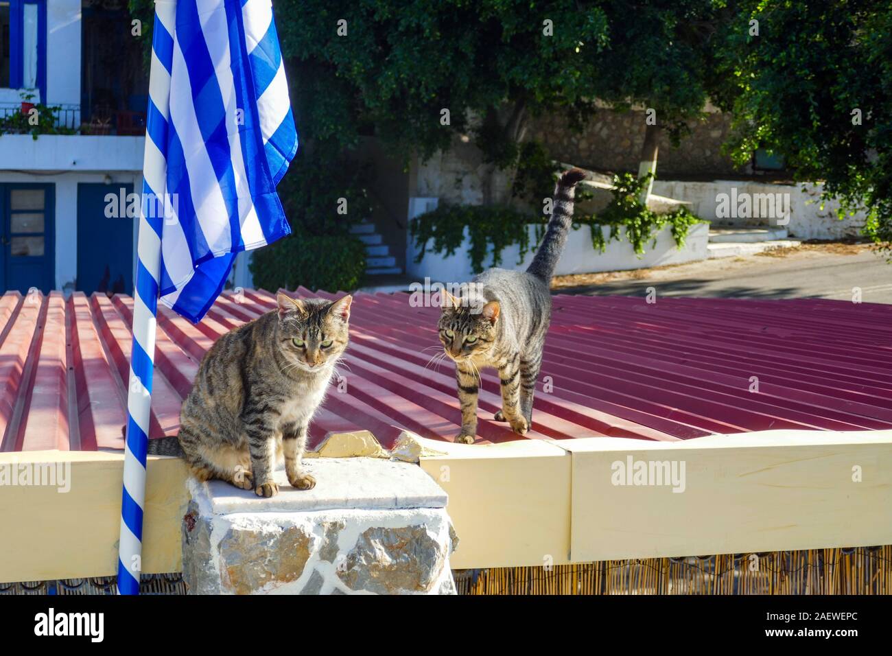 Due feral tabby gatti sul tetto con bandiera greca, Kalymnos Island, Dodecaneso, Grecia Foto Stock