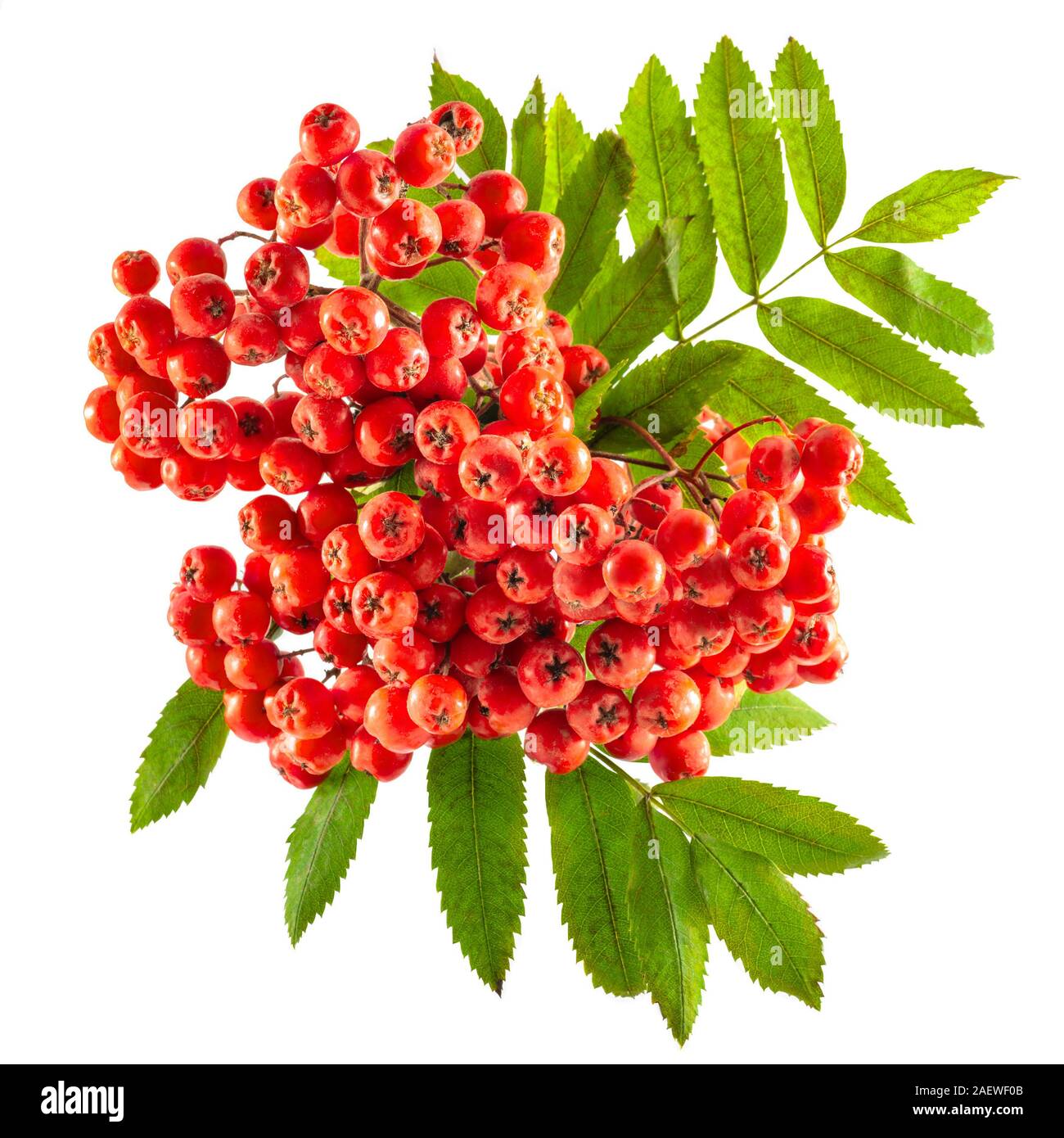 Rowan ramo frutti di sorbo rosso nella foschia sfondo color argento Foto Stock