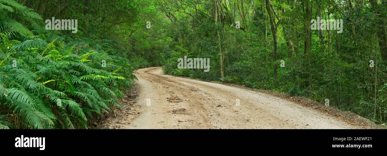 Una strada sterrata attraverso lussureggianti foreste pluviali temperate al Garden Route National Park in Sud Africa. Foto Stock
