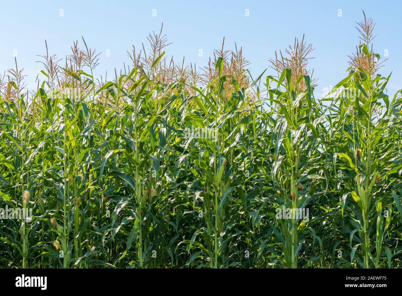 Pianta di mais campagna sul campo su soleggiate giornate estive. Agricoltura e golden meadow sfondo. Foto Stock