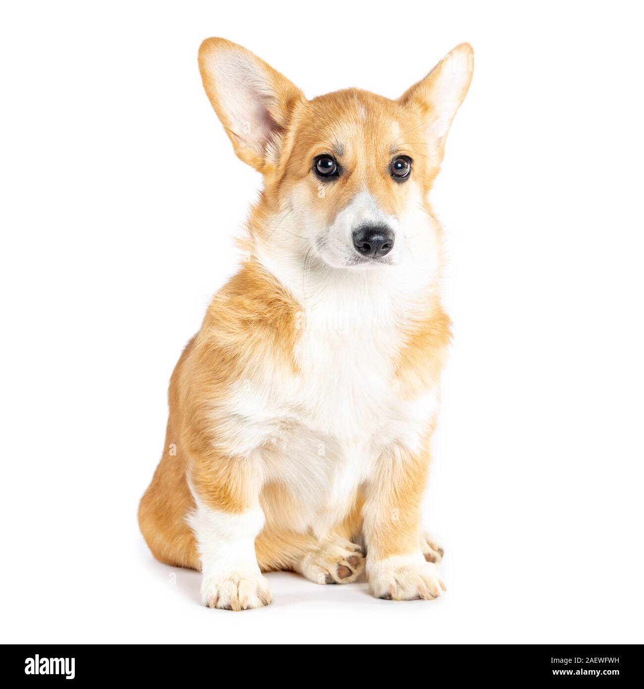 Pembroke Welsh Corgi puppy isolato sfondo bianco Foto Stock