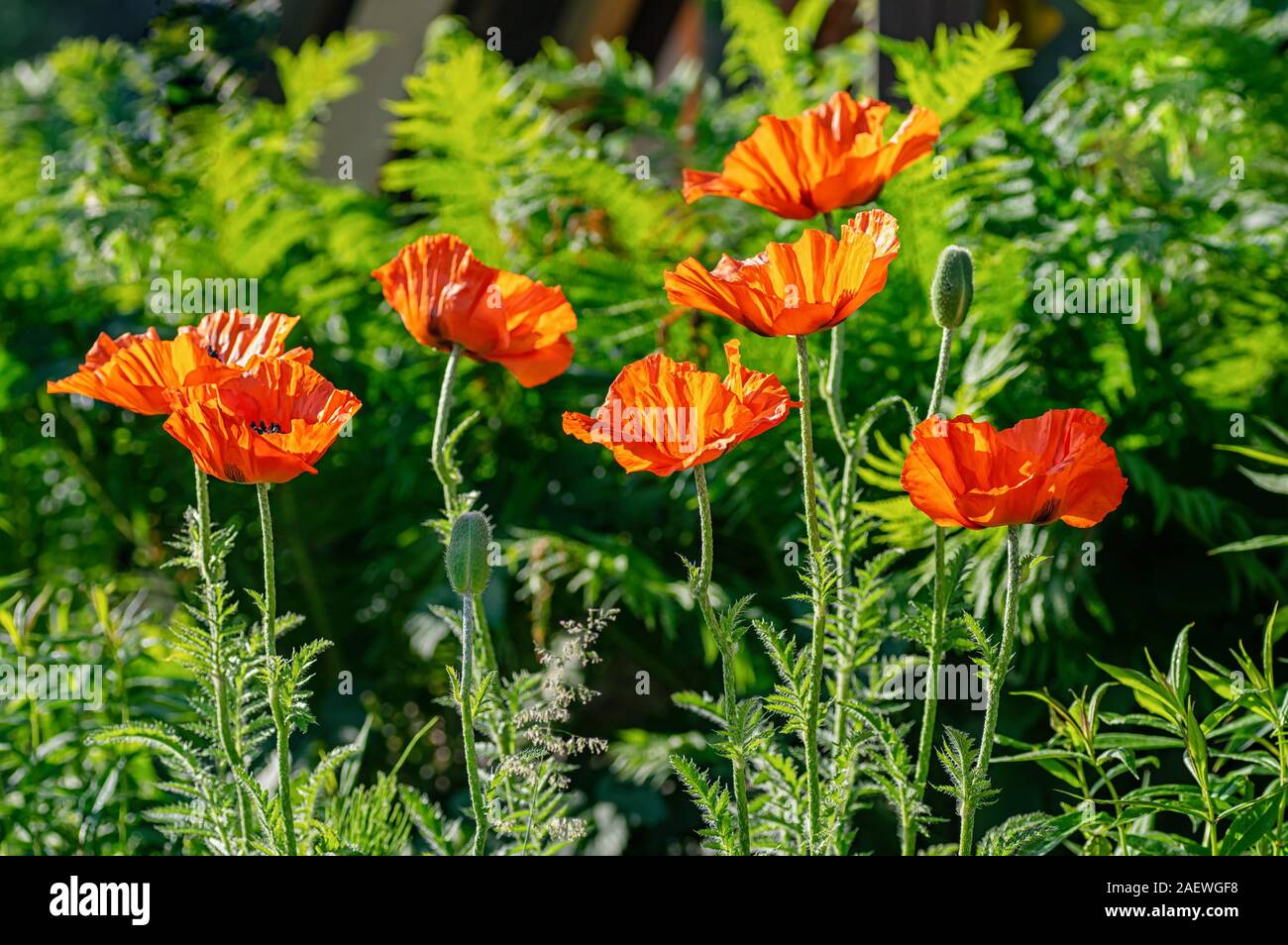 Papavero rosso fiori presso il garden plot. Profondità di campo. Close up. Foto Stock