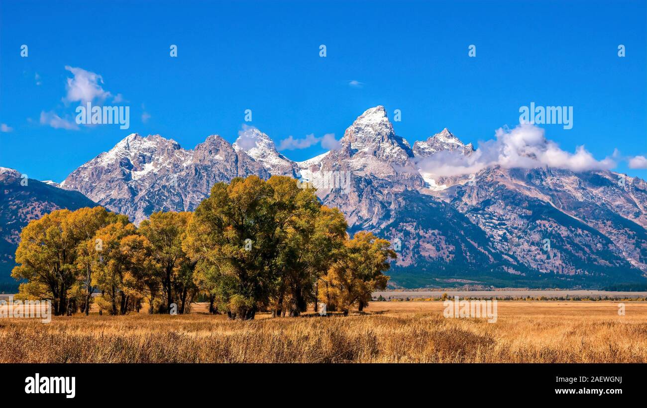 Pioppi neri americani alberi cambia da verde a giallo, con le spettacolari vette Grand Teton mountain range in background. Foto Stock