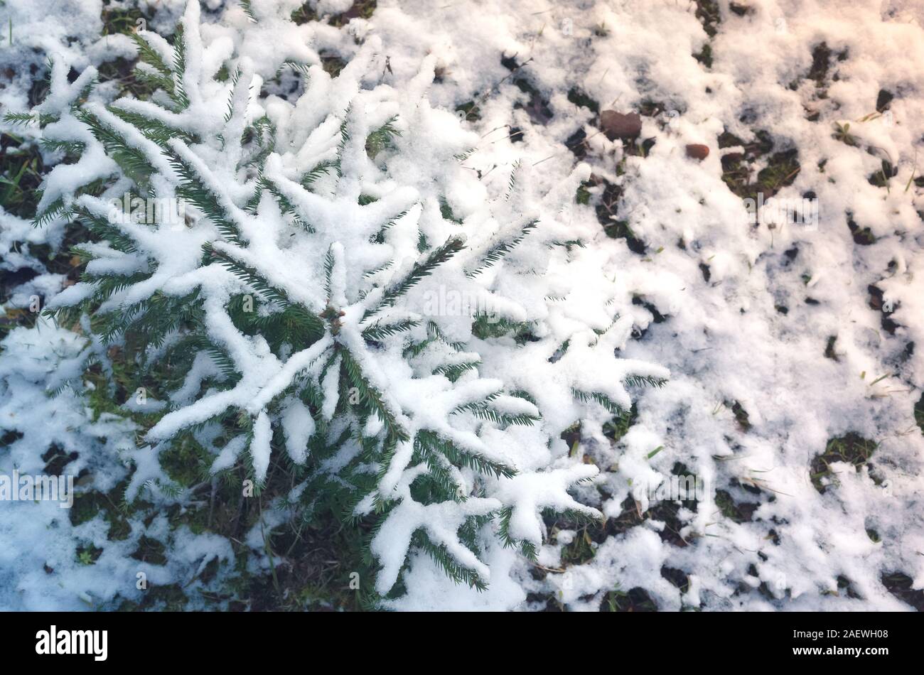 Piccoli abeti ricoperti di neve fresca, naturale invernale foto di sfondo Foto Stock