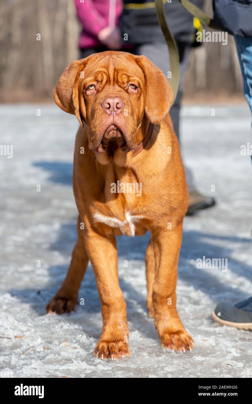 Il francese mastiff (bordeauxdog) cucciolo orecchio non ritagliato sta neve invernale Foto Stock