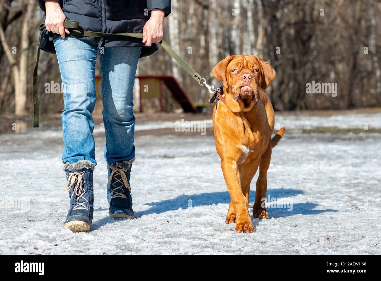 Il francese mastiff (bordeauxdog) cucciolo al guinzaglio non ritagliato orecchio sta neve invernale Foto Stock