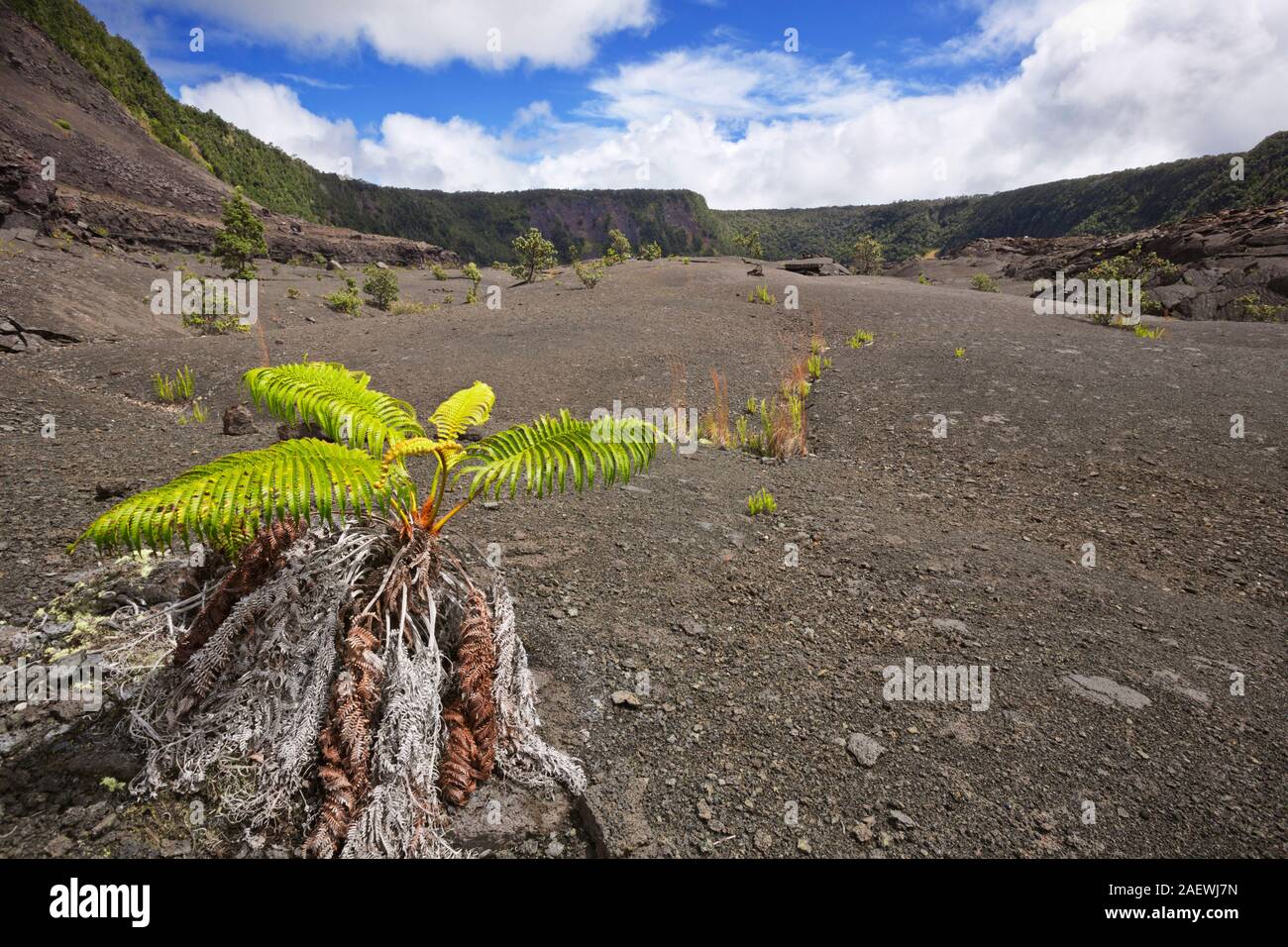 Il pavimento del cratere del Kilauea Iki cratere nel Parco Nazionale dei Vulcani di Big Island delle Hawaii, Stati Uniti d'America. Foto Stock