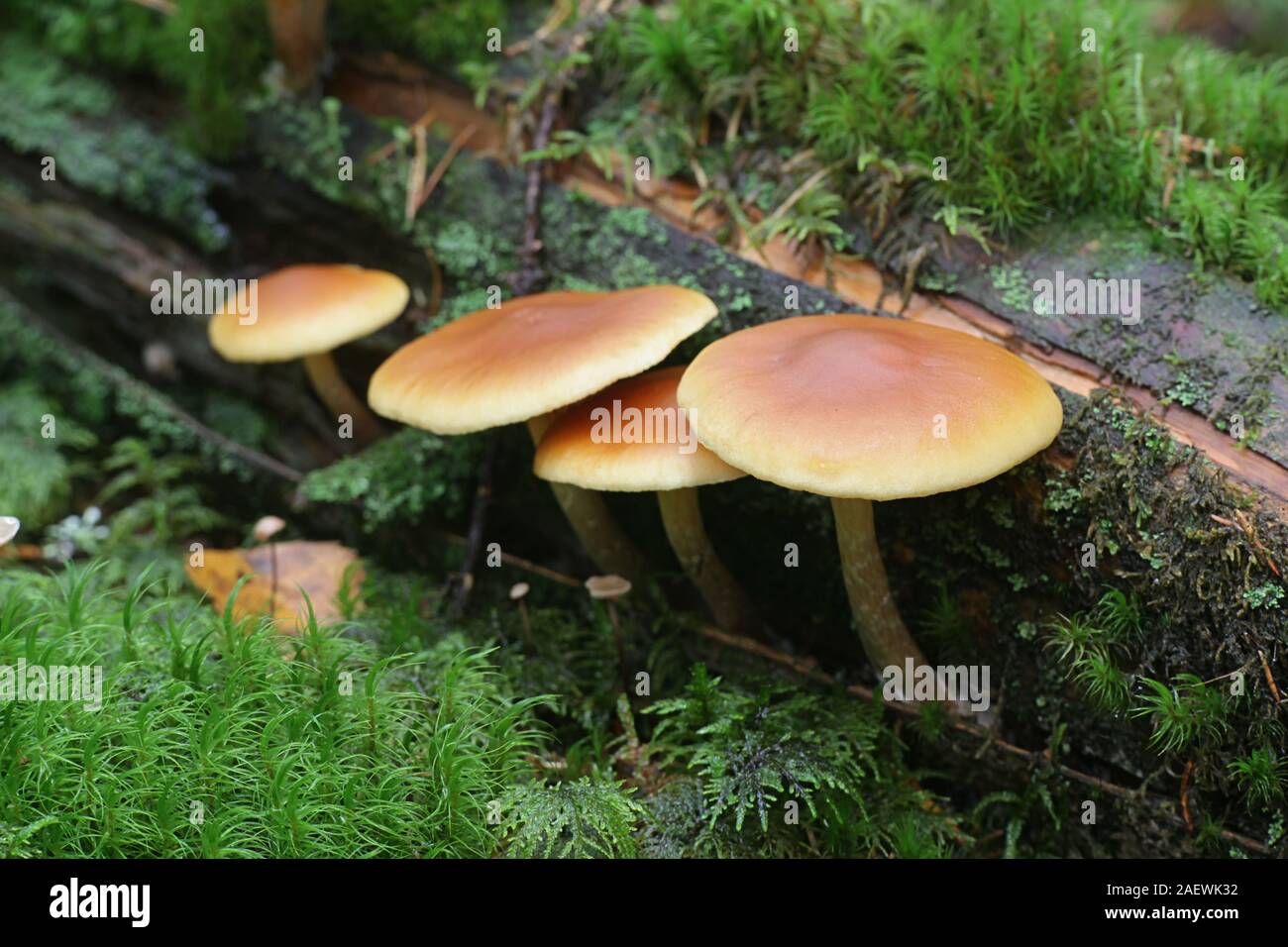 Gymnopilus penetrans, noto come comuni Rustgill, funghi dalla Finlandia Foto Stock