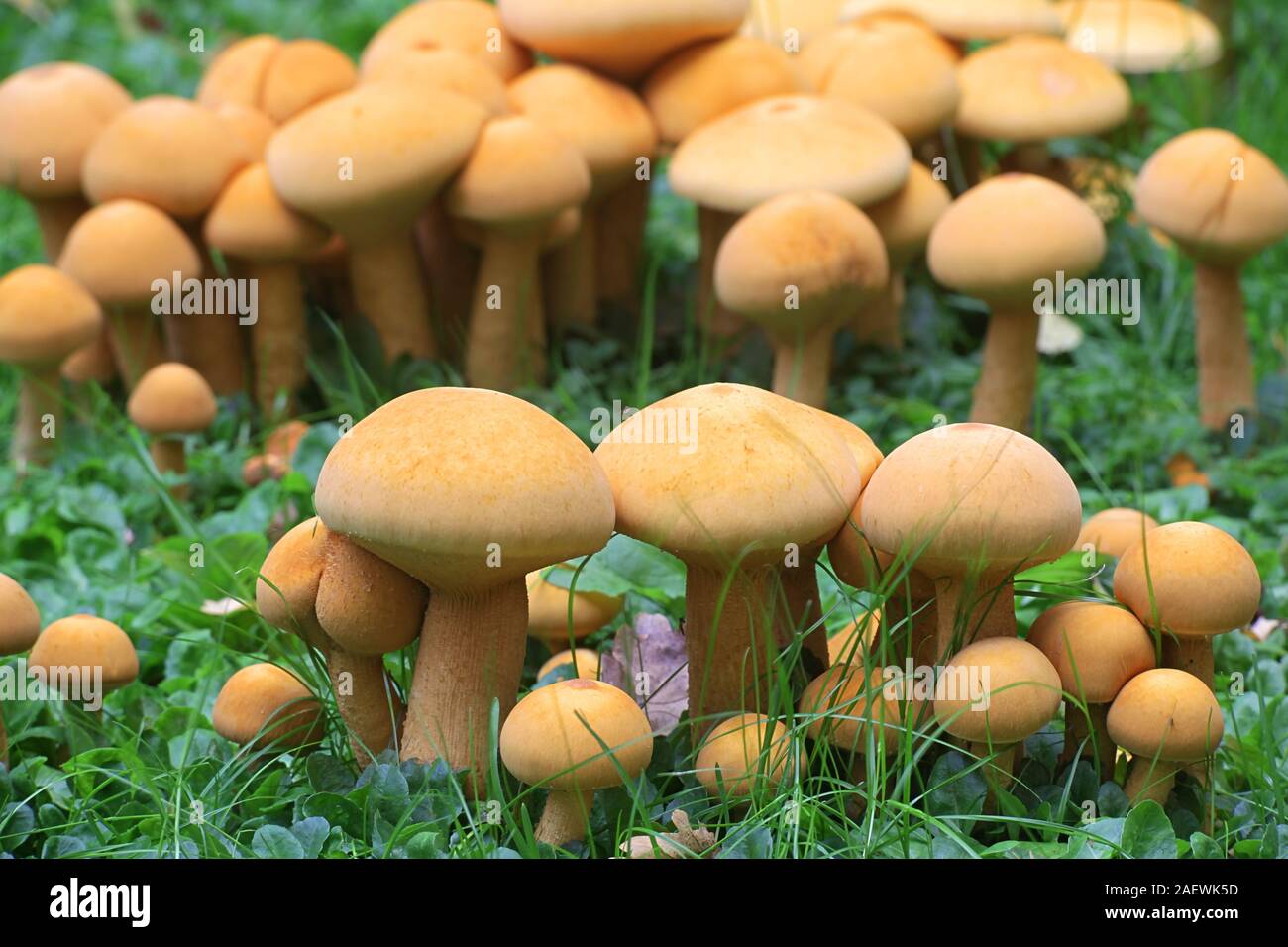 Phaeolepiota aurea, noto come golden bootleg o golden cap, funghi selvatici dalla Finlandia Foto Stock