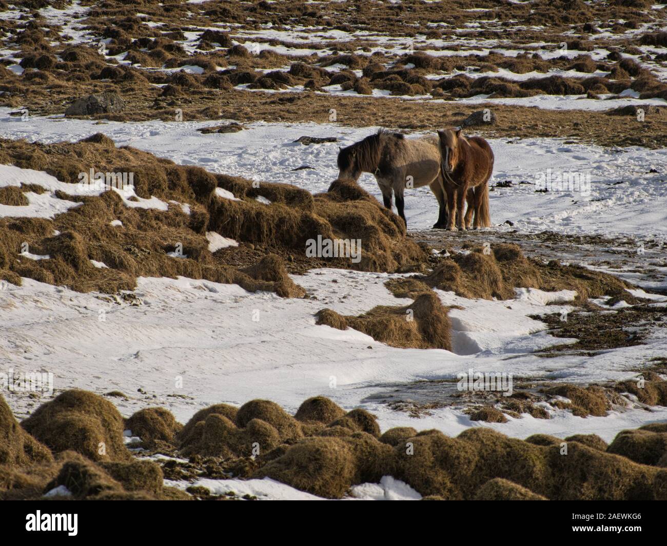 Due cavalli islandesi su una coperta di neve prato in Islanda Foto Stock