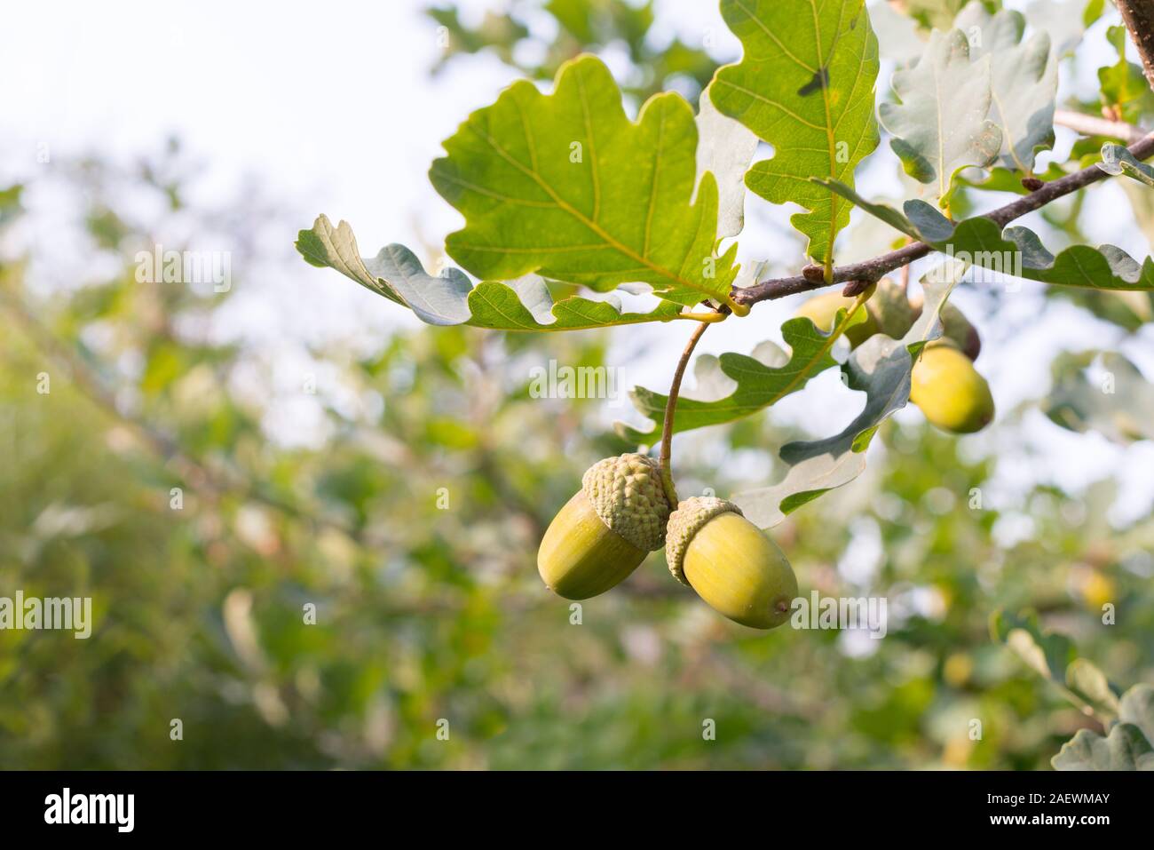 Grande giallo su Ghiande di quercia foglie verde sullo sfondo Foto Stock