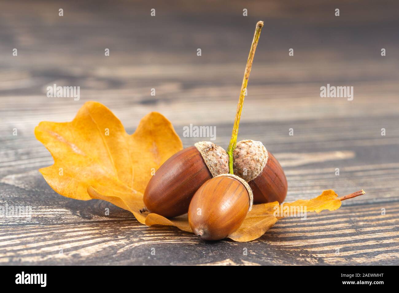 Tre ghiande sulle foglie closeup Sfondo legno Foto Stock