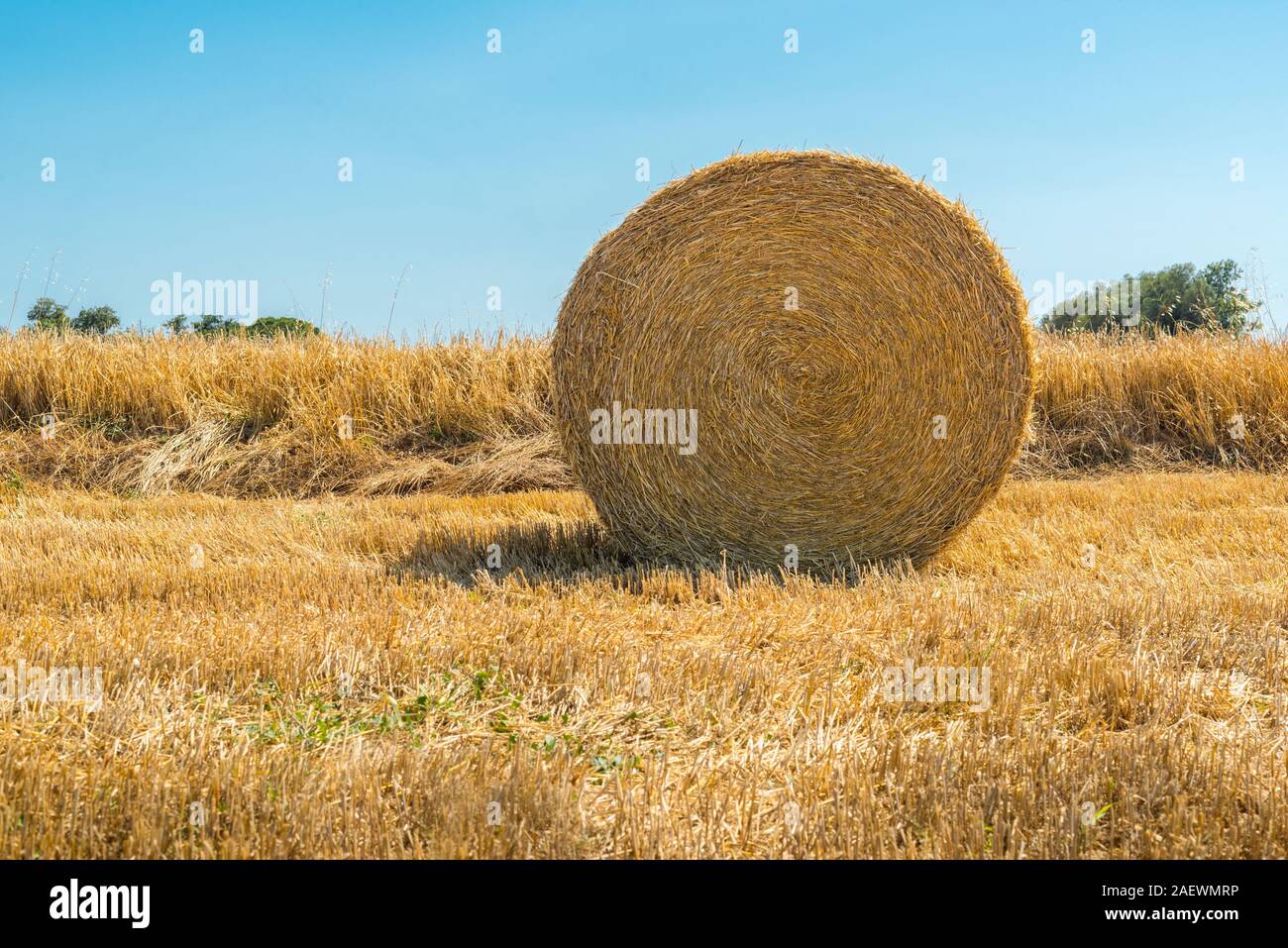 I rotoli di fieno in un campo di grano. Haystacks nei terreni agricoli. Mietitura del grano concetto. Campagna su soleggiate giornate estive. Le balle di fieno. Agricoltura e gol Foto Stock