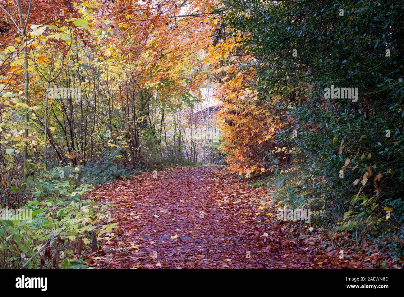 Colore di autunno dal fiume di usura nella città di Durham Regno Unito Foto Stock