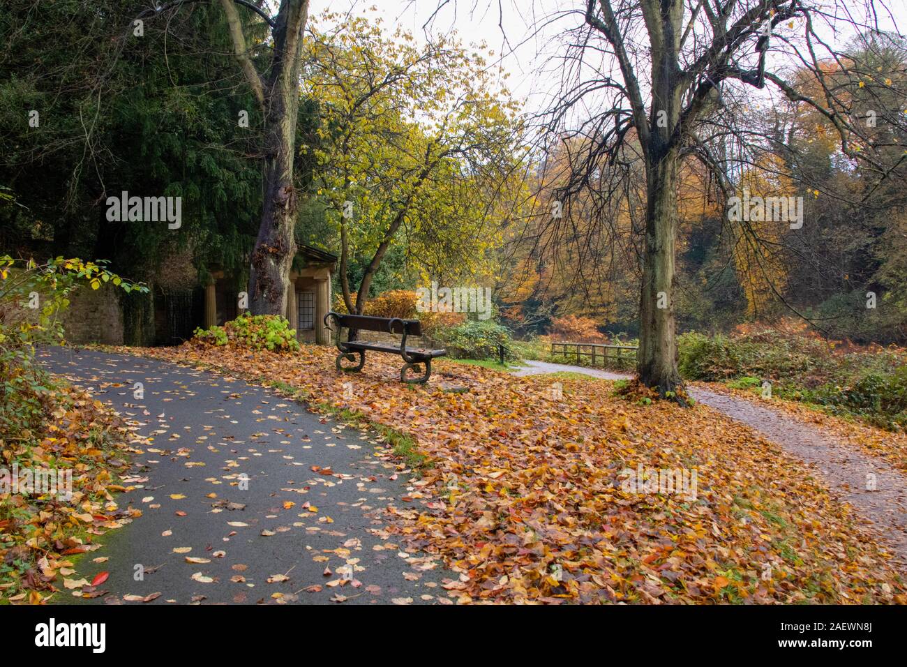 Colore di autunno dal fiume di usura nella città di Durham Regno Unito Foto Stock