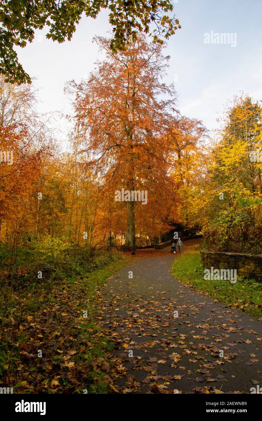Colore di autunno dal fiume di usura nella città di Durham Regno Unito Foto Stock