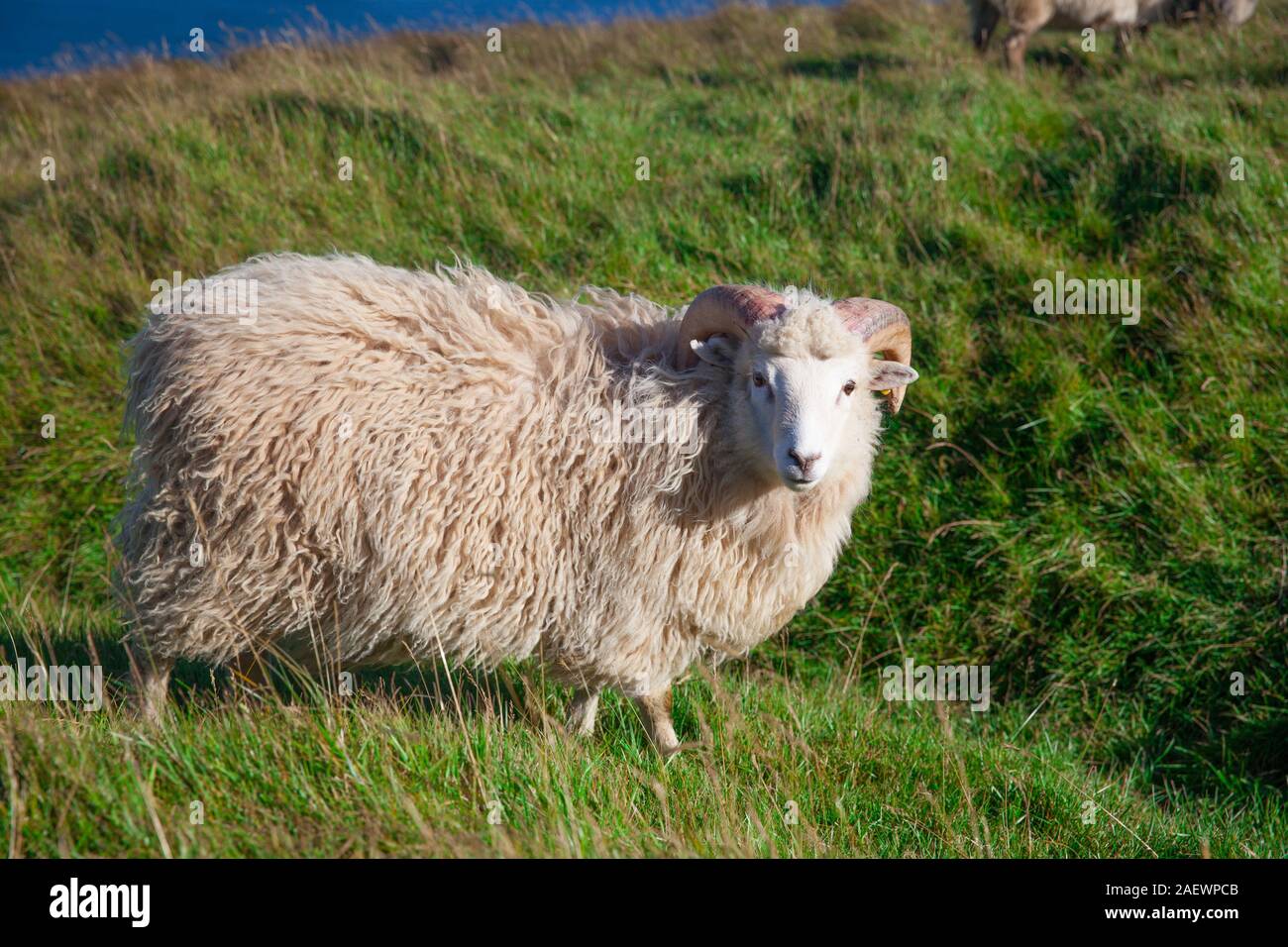 Gregge di pecore al pascolo su Kalsoy isola, Kallur Faro Ubicazione Foto Stock