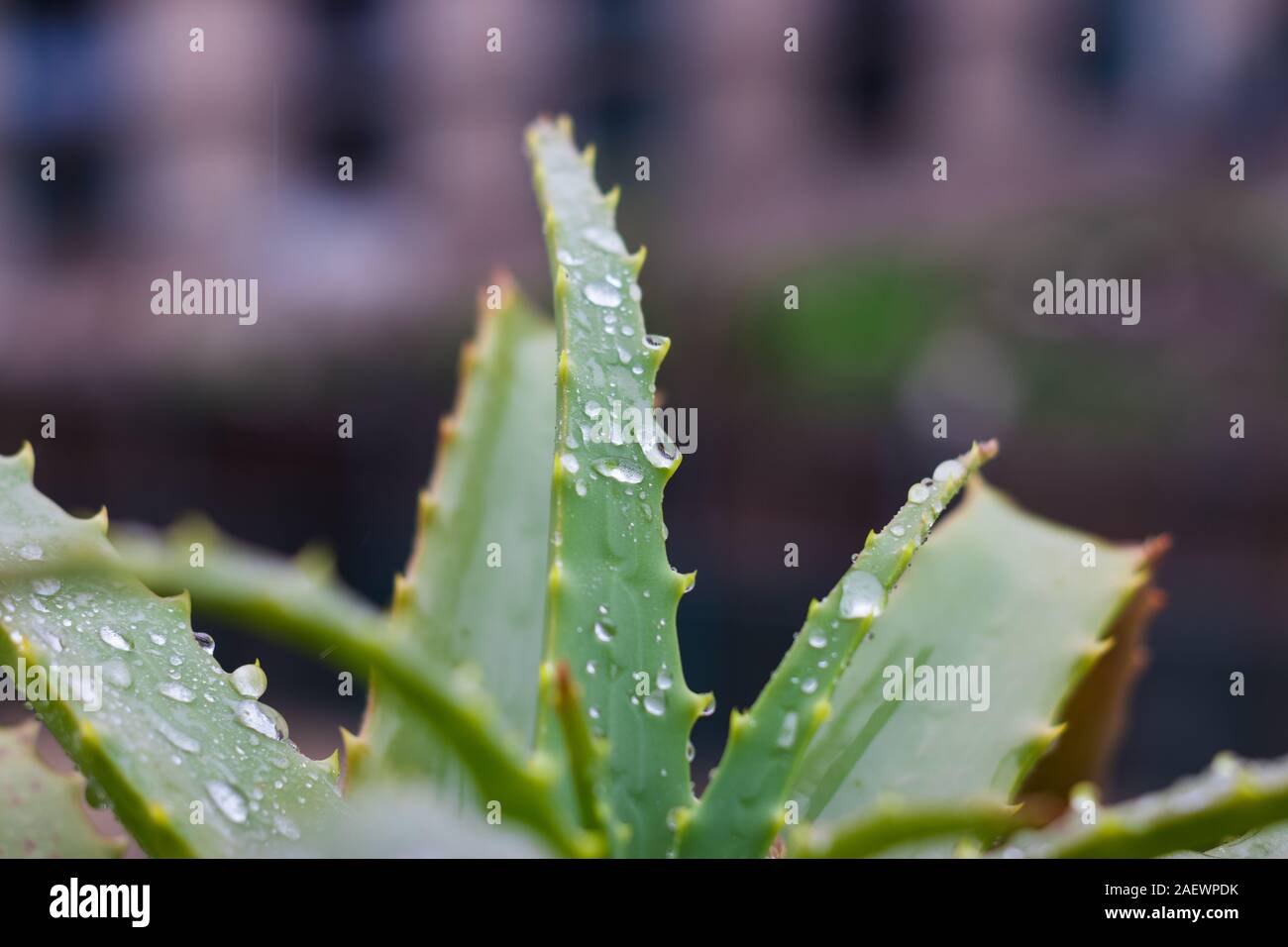 Aloe vera pianta. Wet in pioggia d'inverno, l'odore del suolo, la salute,  la casa e tutto ciò che è buono in inverno Foto stock - Alamy
