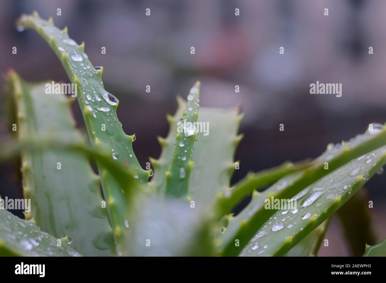 Aloe vera pianta. Wet in pioggia d'inverno, l'odore del suolo, la salute, la casa e tutto ciò che è buono in inverno. Foto Stock